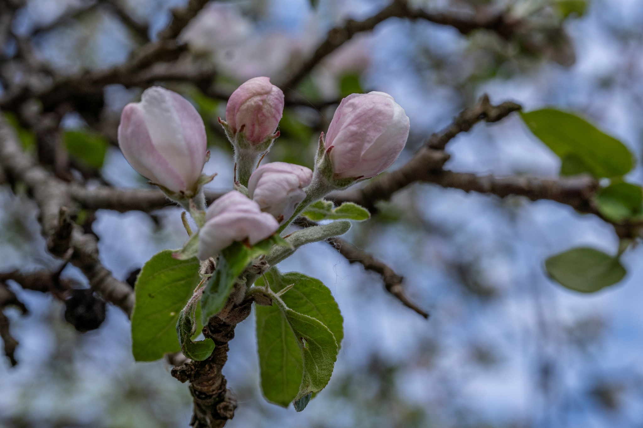 TTArtisan 40mm F2.8 Macro Fot8808