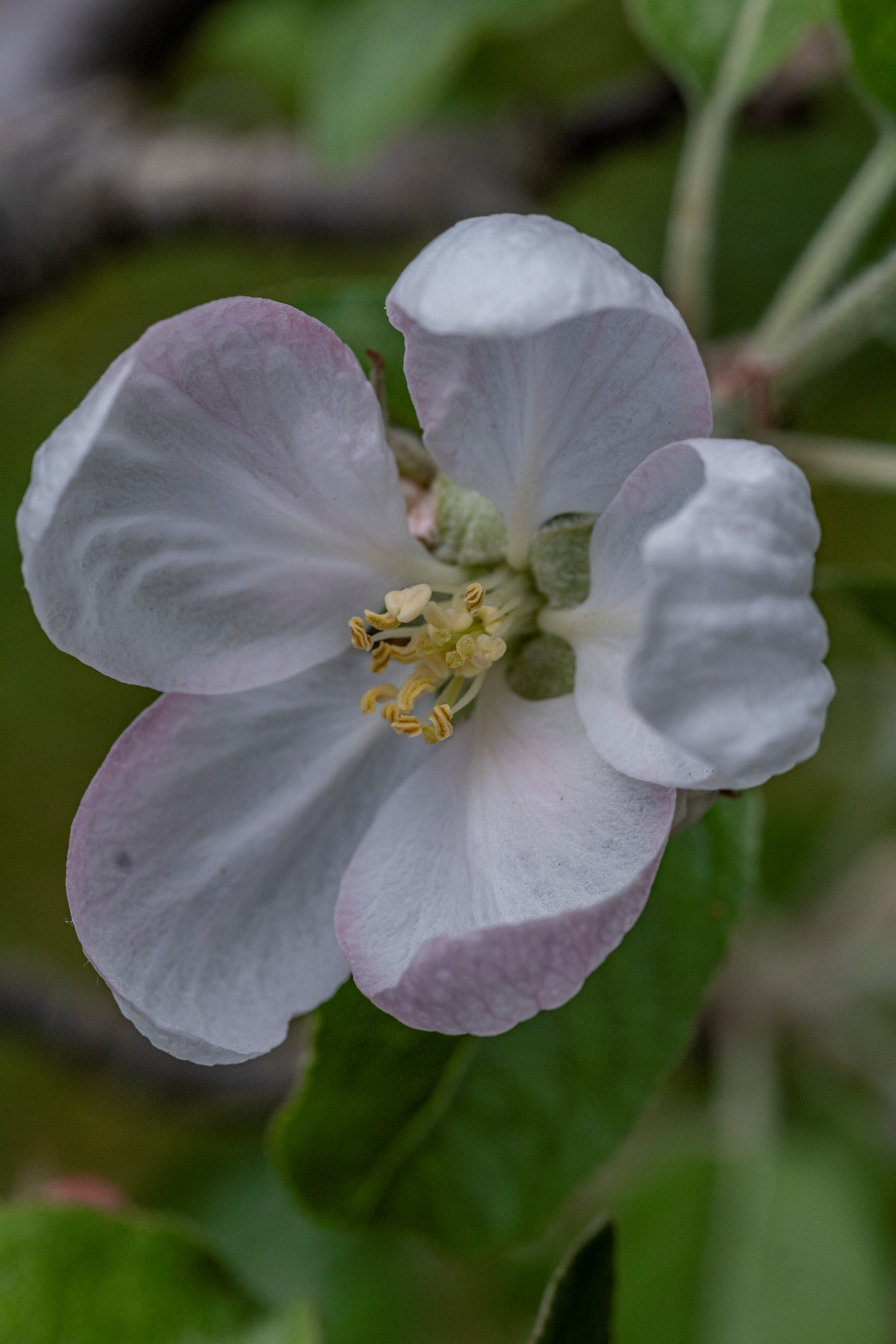 TTArtisan 40mm F2.8 Macro Fot8821