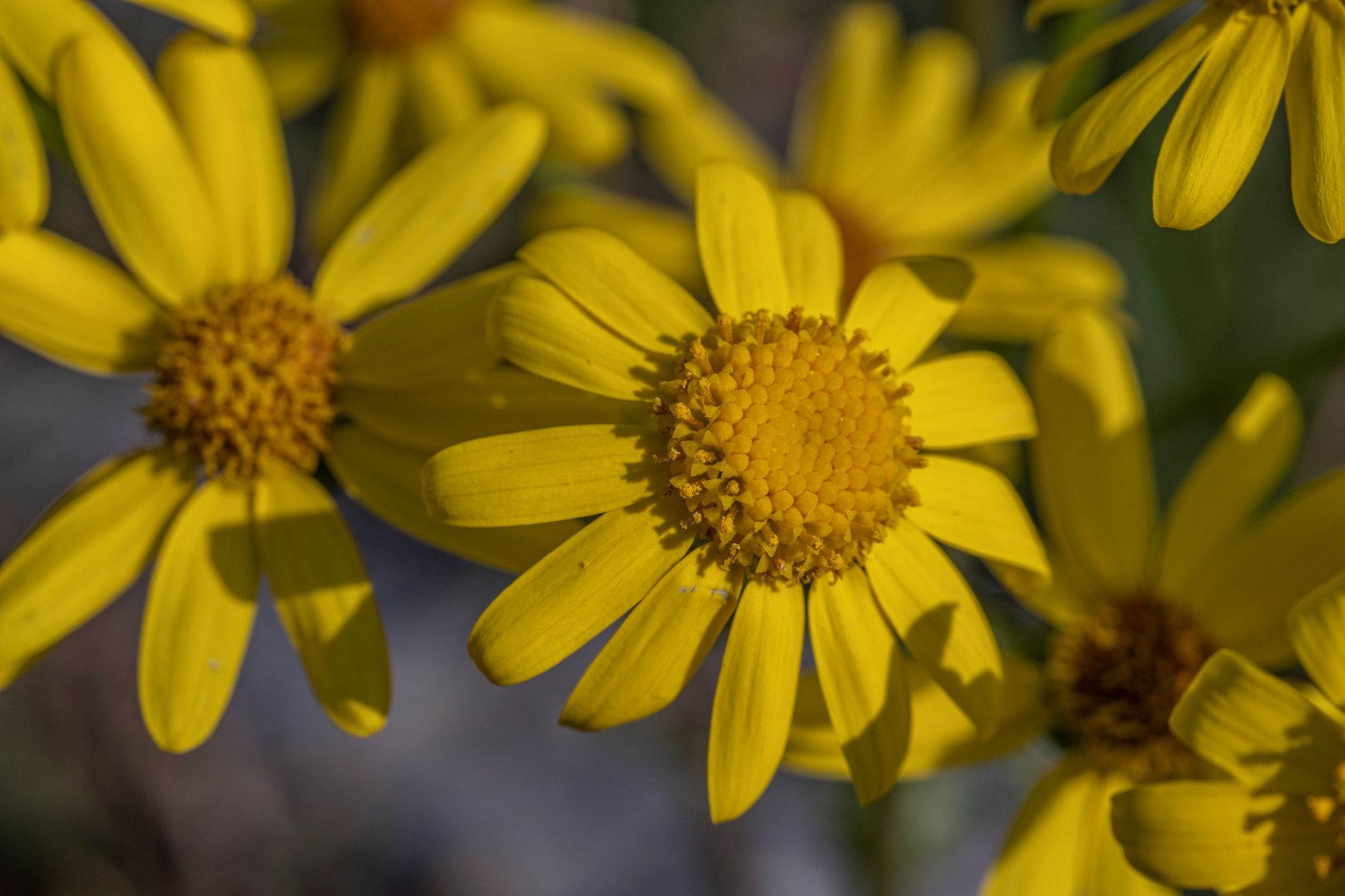 TTArtisan 40mm F2.8 Macro Fot9295