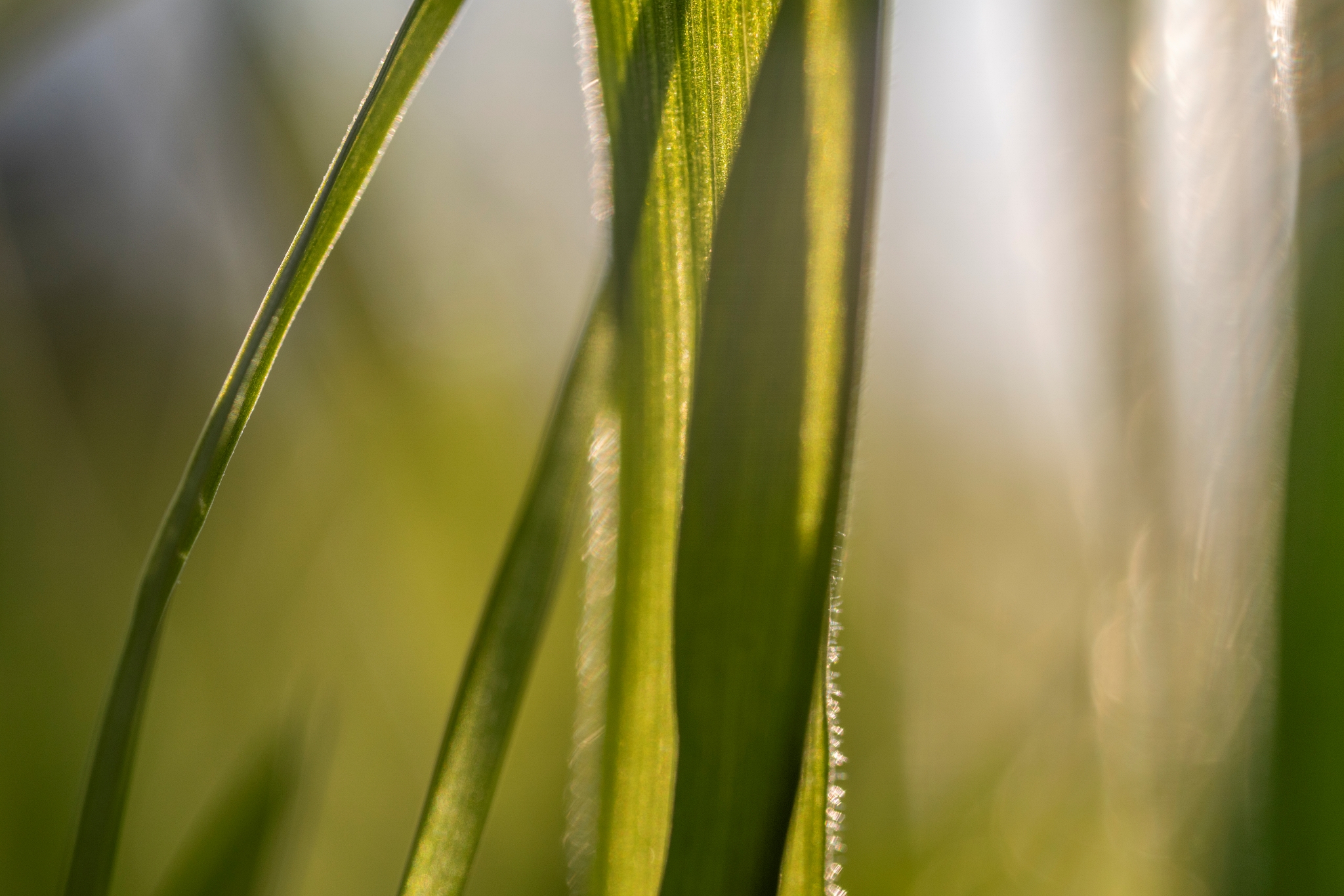 TTArtisan 40mm F2.8 Macro Fot9354