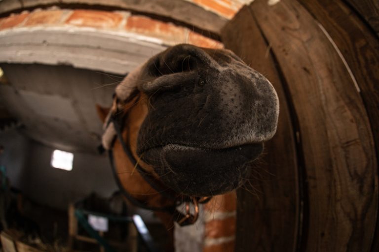 Druga terapia ze zwierzakami - Canon EOS 5D Mark IV i Obiektywem Sigma 15mm F2.8 EX DG Fisheye w Zwierzakowe Love