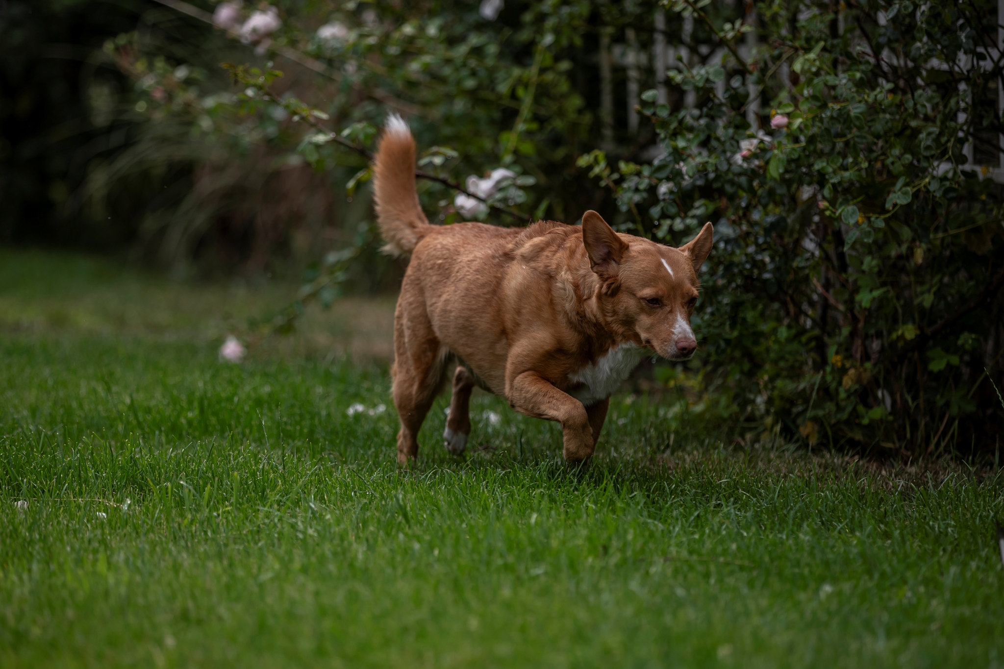 Canon EF 70-200mm__c2i6305