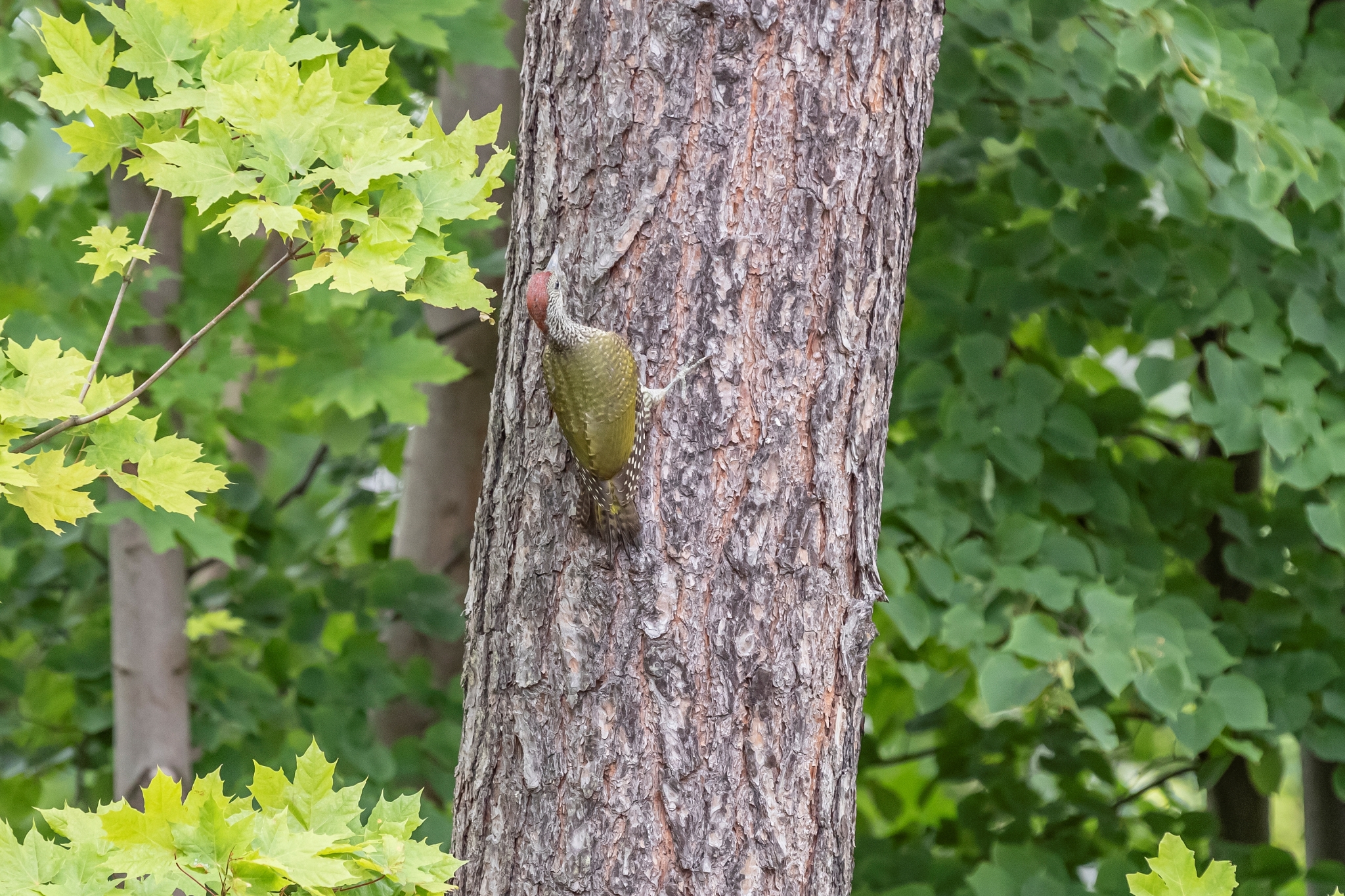 Canon EF 70-200mm__c2i6911