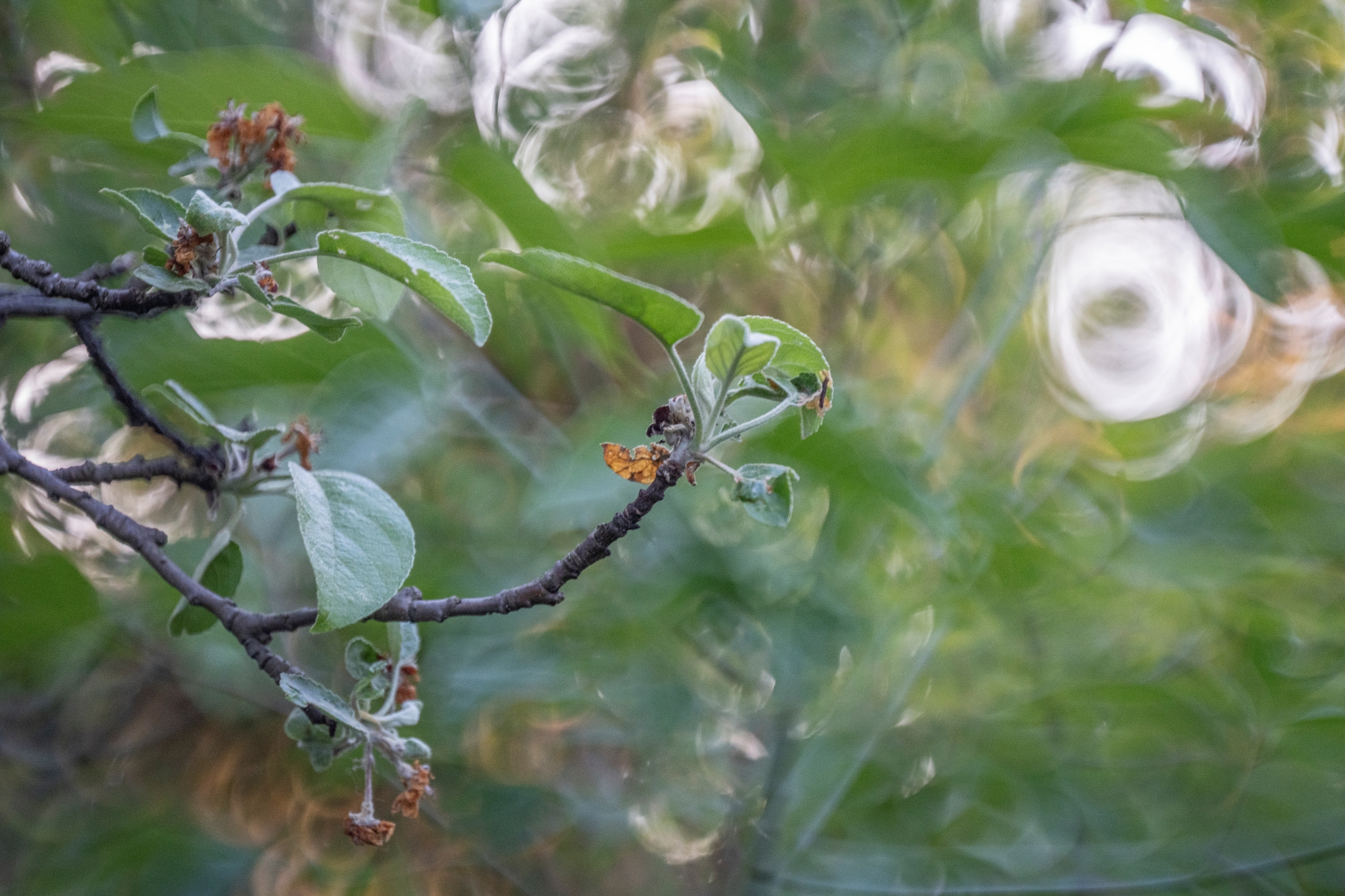 batch_TTArtisan 250mm F5.6 Reflex M42 Donut Bokeh__dsc5731