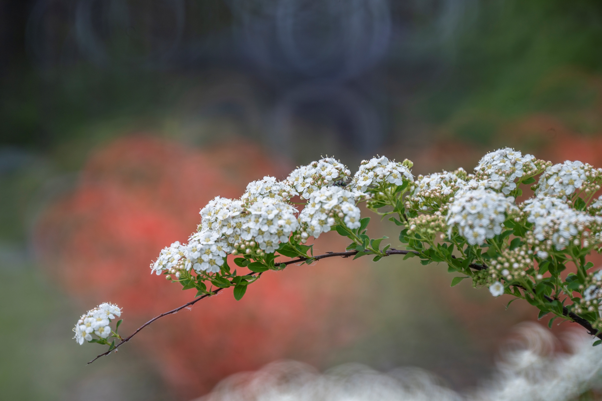 batch_TTArtisan 250mm F5.6 Reflex M42 Donut Bokeh__dsc5787