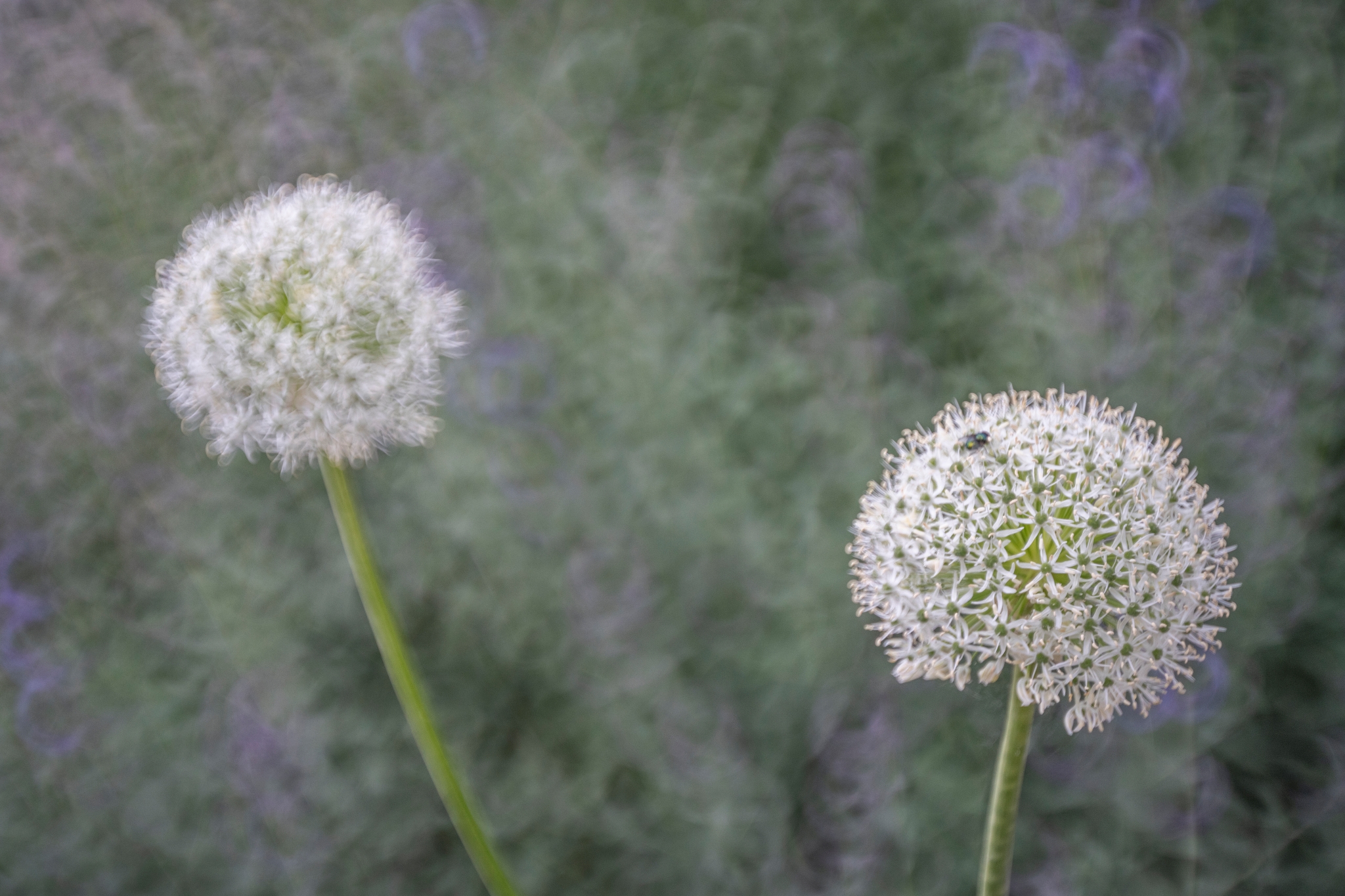 batch_TTArtisan 250mm F5.6 Reflex M42 Donut Bokeh__dsc5818