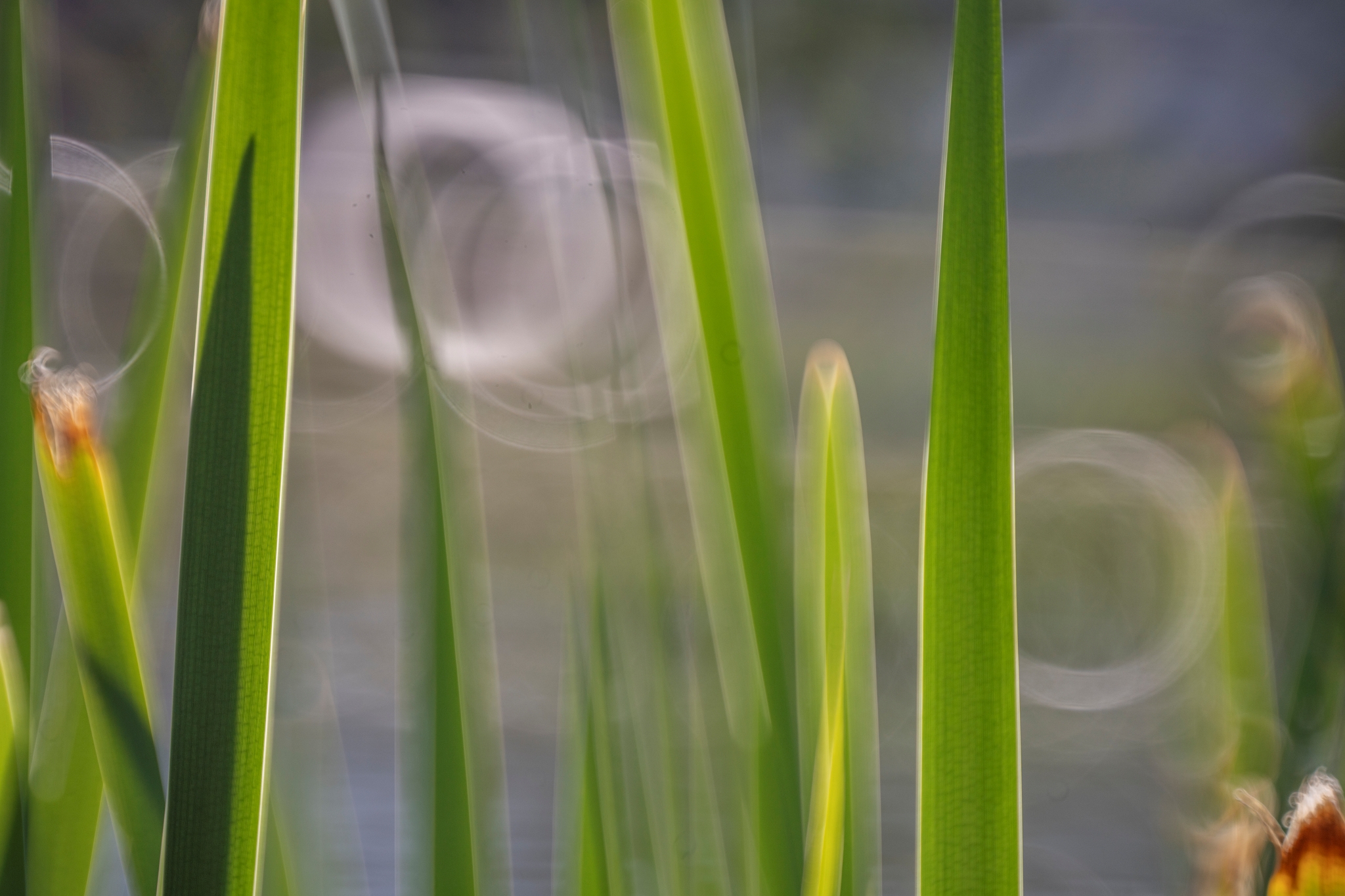 batch_TTArtisan 250mm F5.6 Reflex M42 Donut Bokeh__dsc6924
