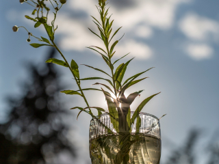 Batch Canon EF 50mm F1.4 USM G7a6204