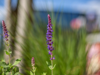 Batch Canon EF 50mm F1.4 USM G7a6452