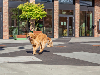 Batch Canon EF 50mm F1.4 USM G7a6679