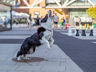 Batch Canon EF 50mm F1.4 USM G7a6825