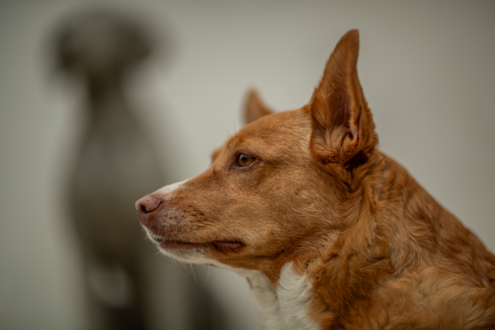 Canon EF 85mm__c2i7922