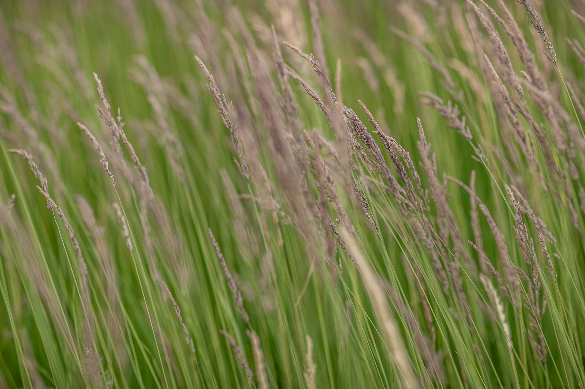 Canon EF 85mm__c2i9341