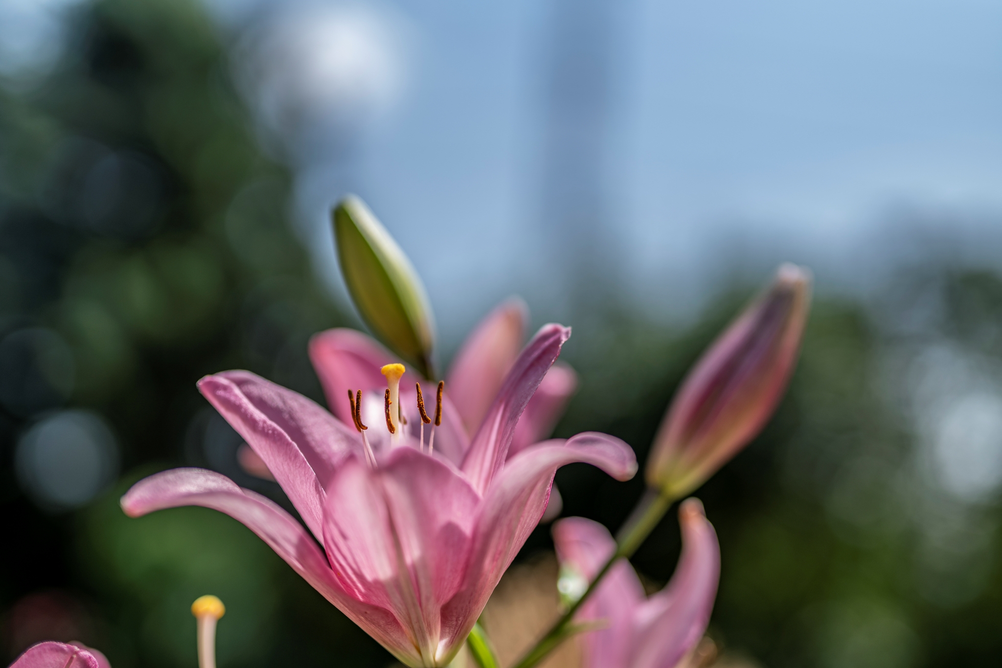 Sigma A 50mm F1.4 DG HSM Canon EOS 1D X Mark II Dsc4935