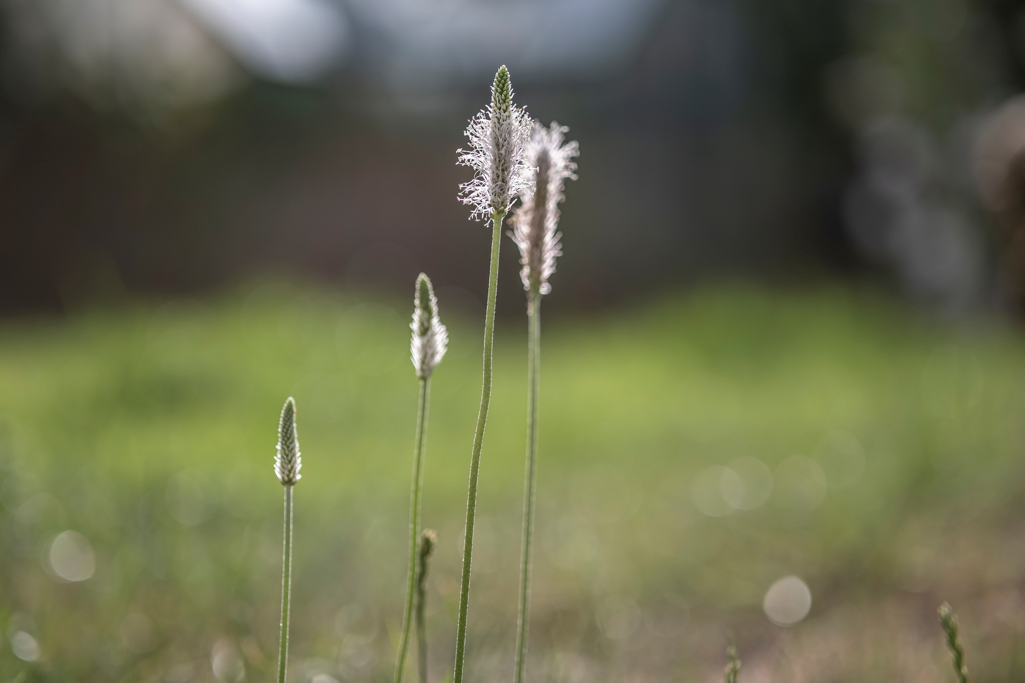 TTArtisan AF 56mm F1.8 + Nikon Z50 7