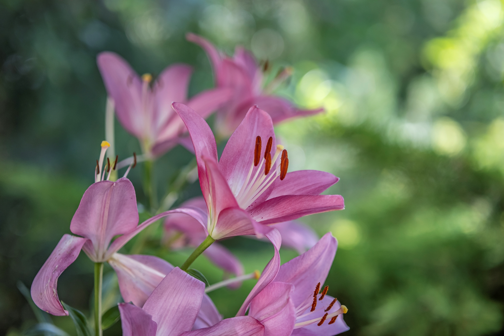TTArtisan AF 56mm F1.8 + Nikon Z50 13