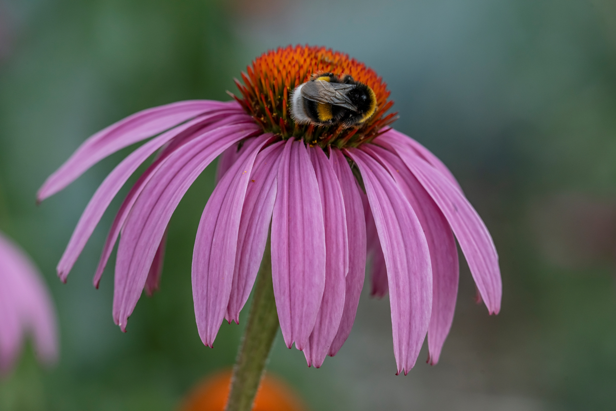 Tamron 50-300mm F4.5-6.3 Di III VC VXD Sony A7 IV_dsc01729