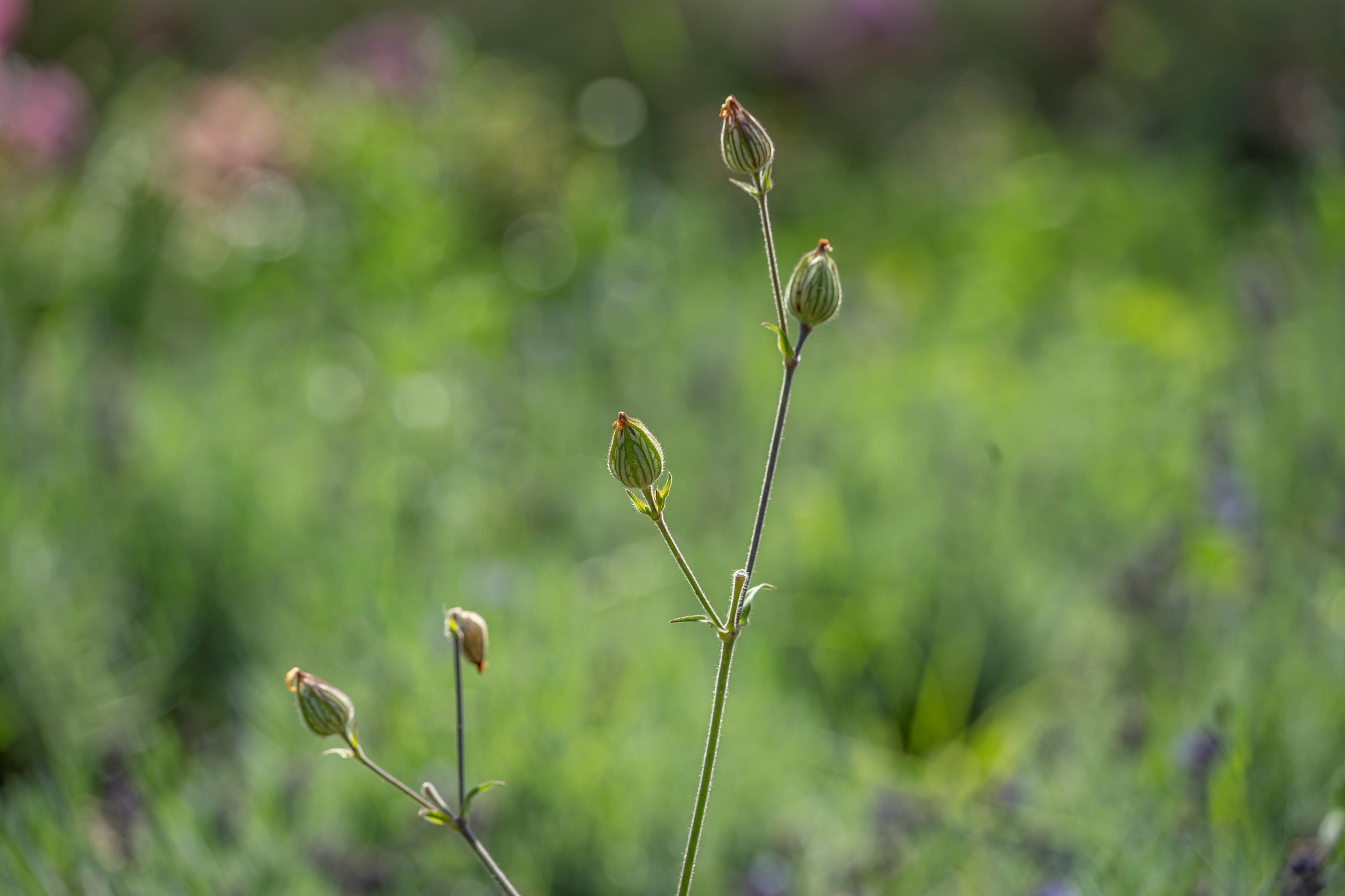Tamron 50-300mm F4.5-6.3 Di III VC VXD Sony A7 IV_dsc02159