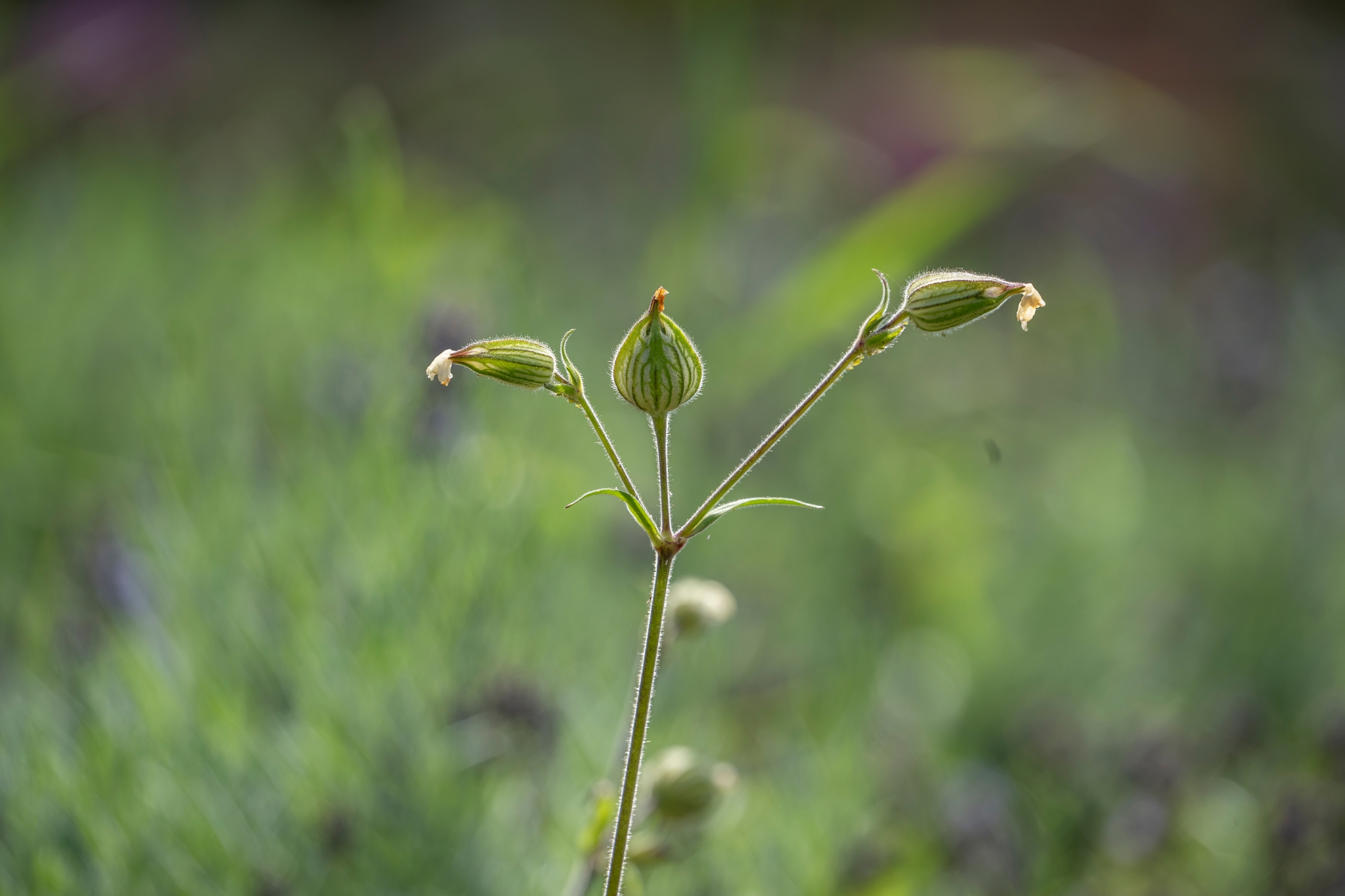 Tamron 50-300mm F4.5-6.3 Di III VC VXD Sony A7 IV_dsc02160