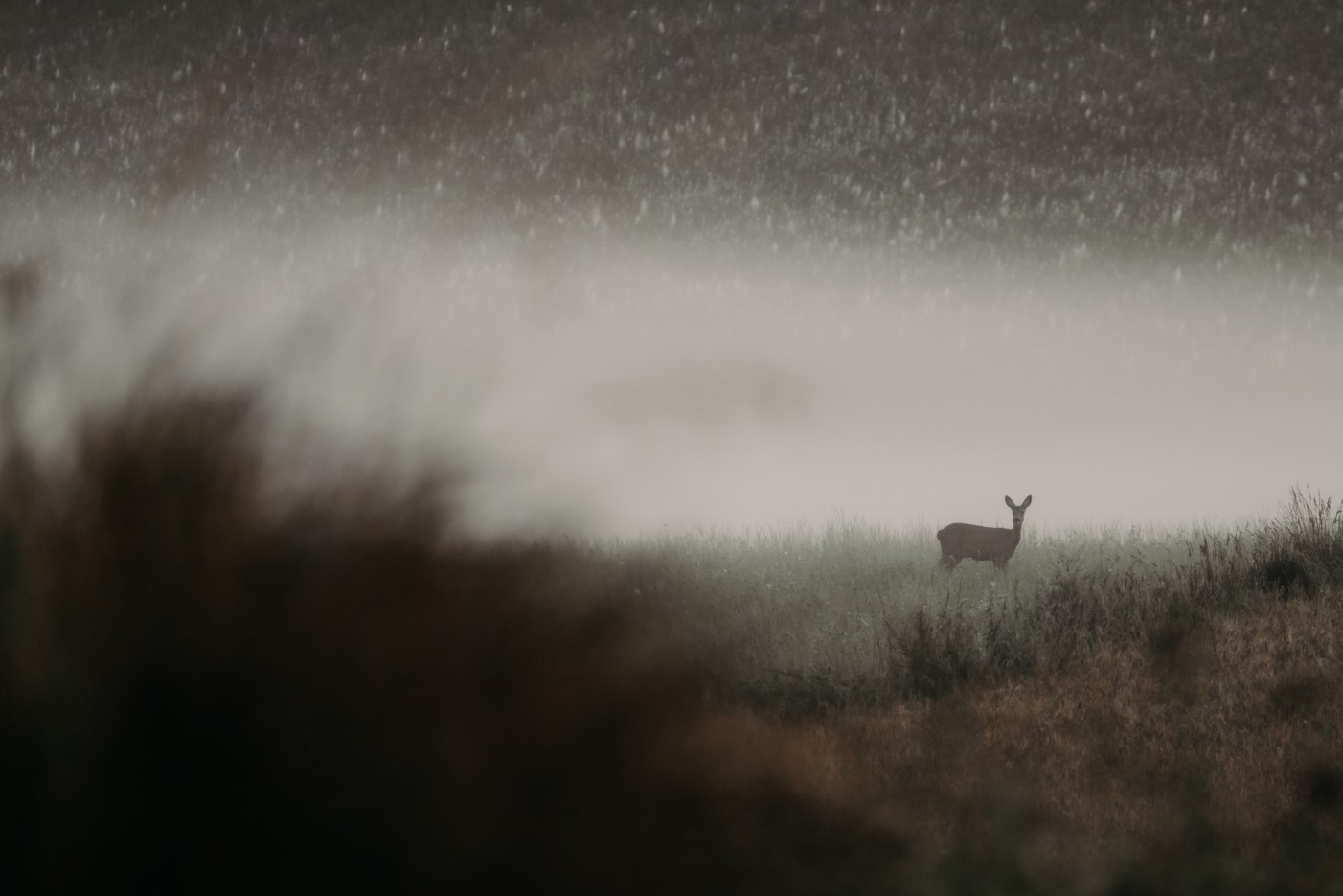 a deer in a field in the rain Sony A7R IV