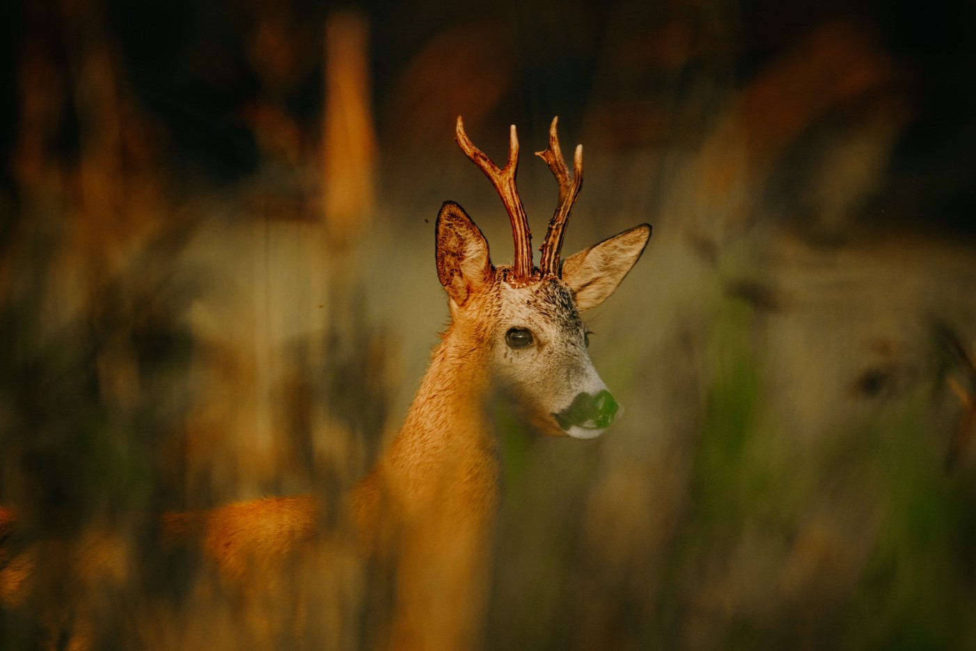 Sony A7R IV