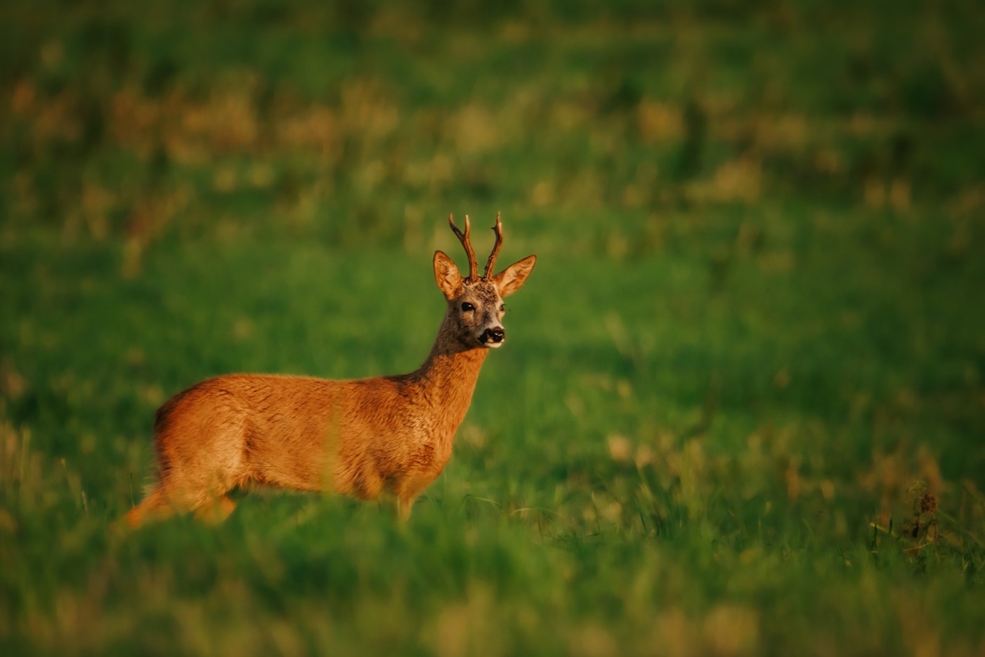 Sony A7R IV