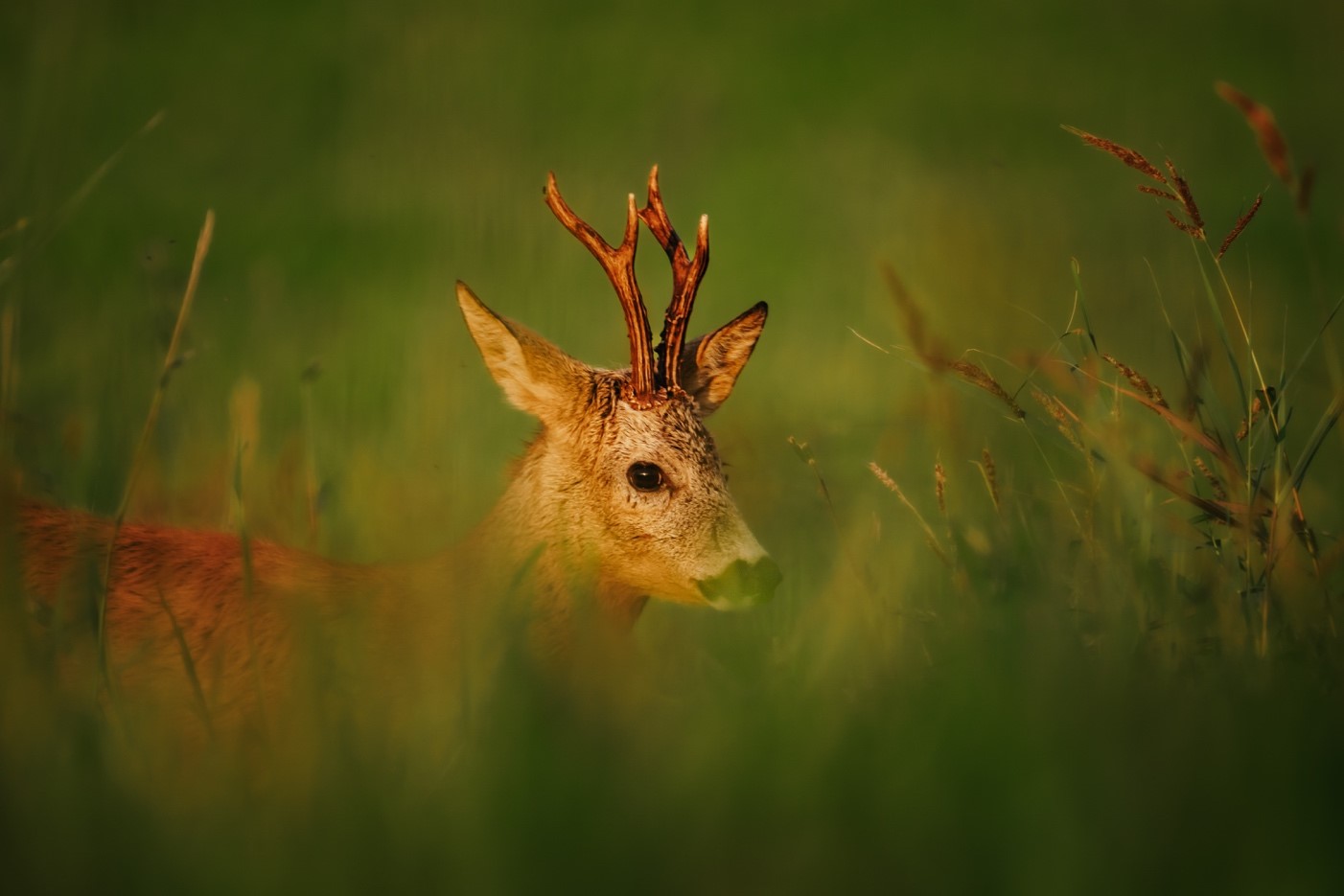 Sony A7R IV