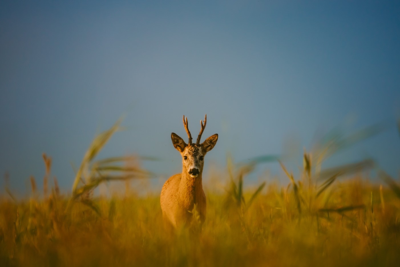 Sony A7R IV