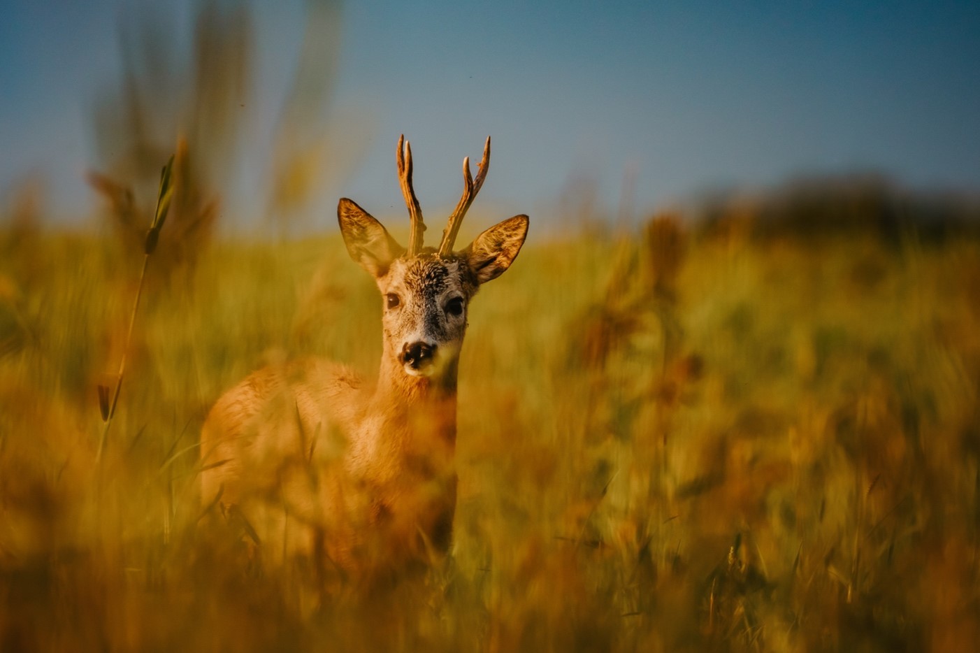 Sony A7R IV