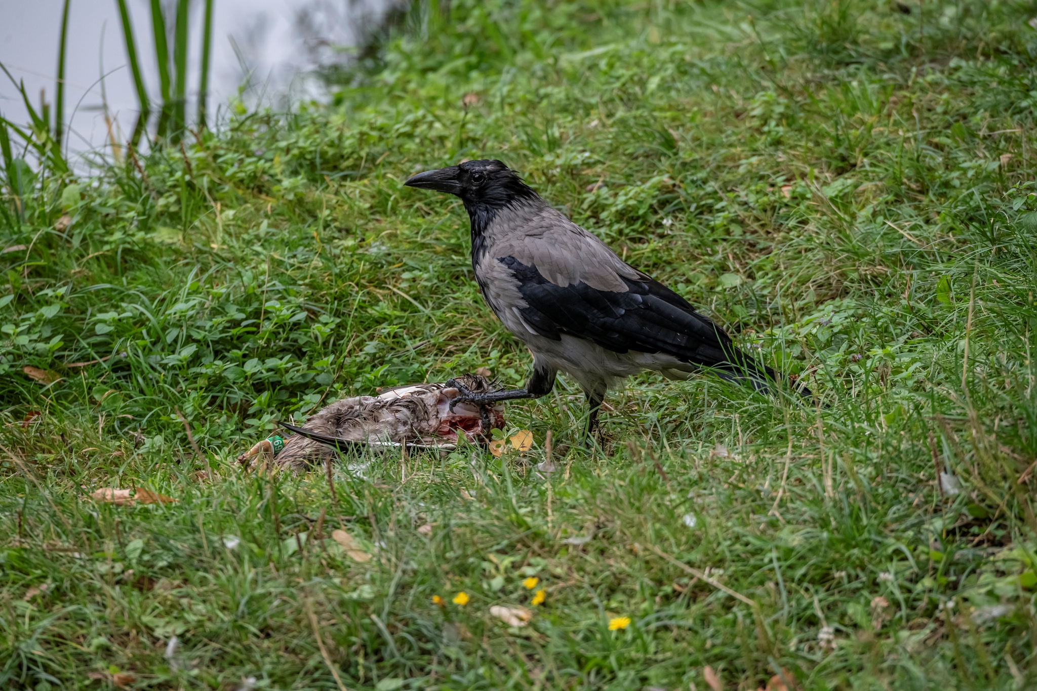 AF S Nikkor 80 400mm Nikon D850 Dg1 4250