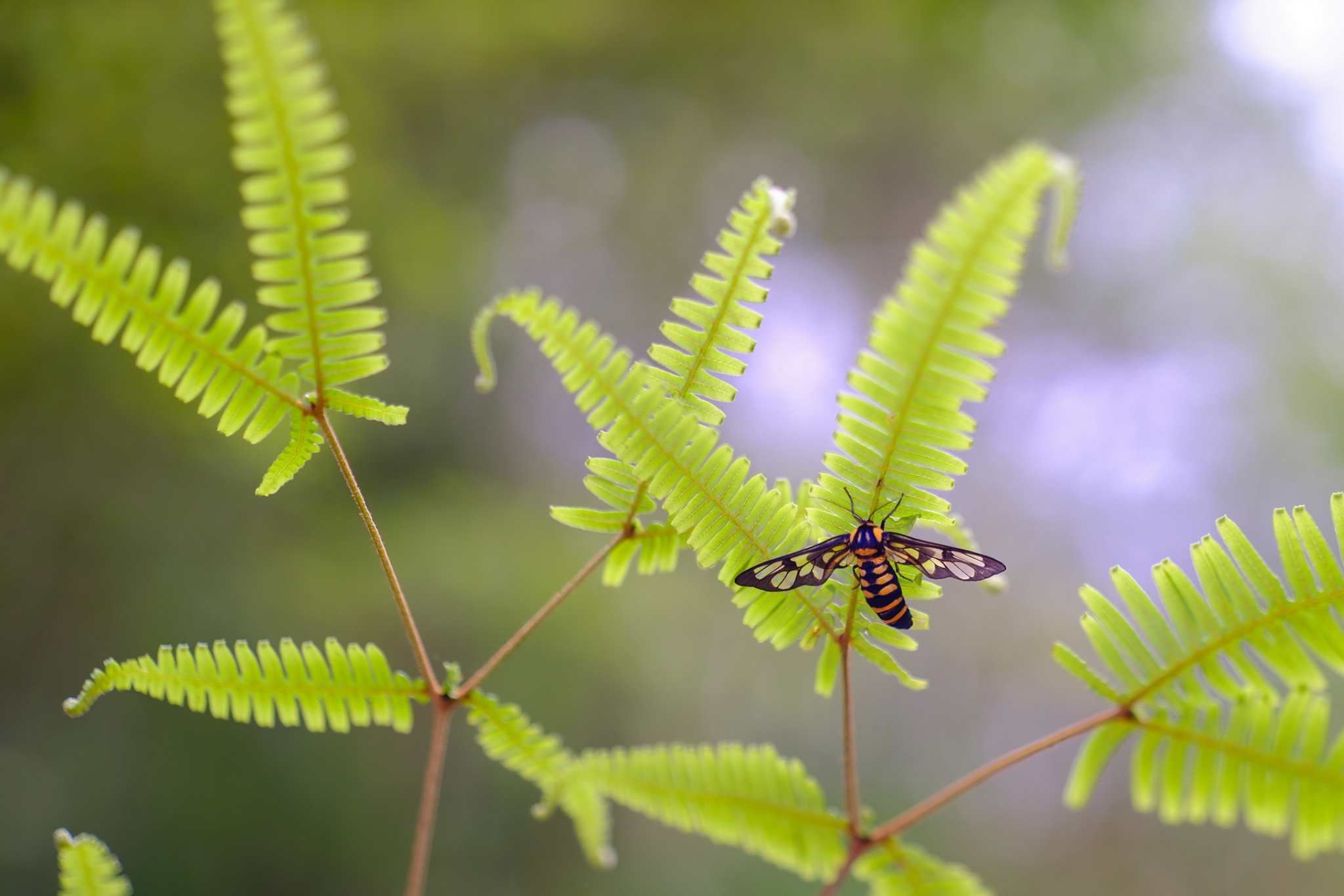 TTArtisan 100mm F2.8 2x Macro