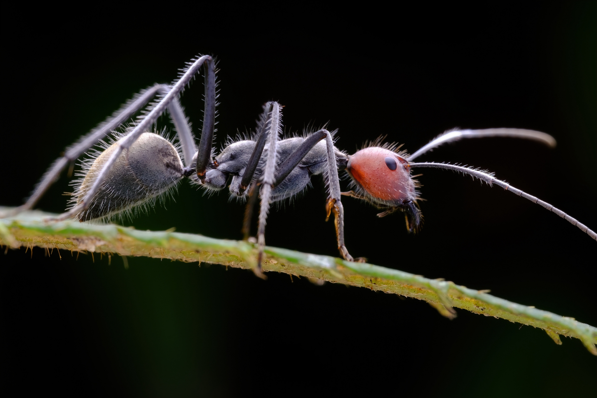 TTArtisan 100mm F2.8 2x Macro