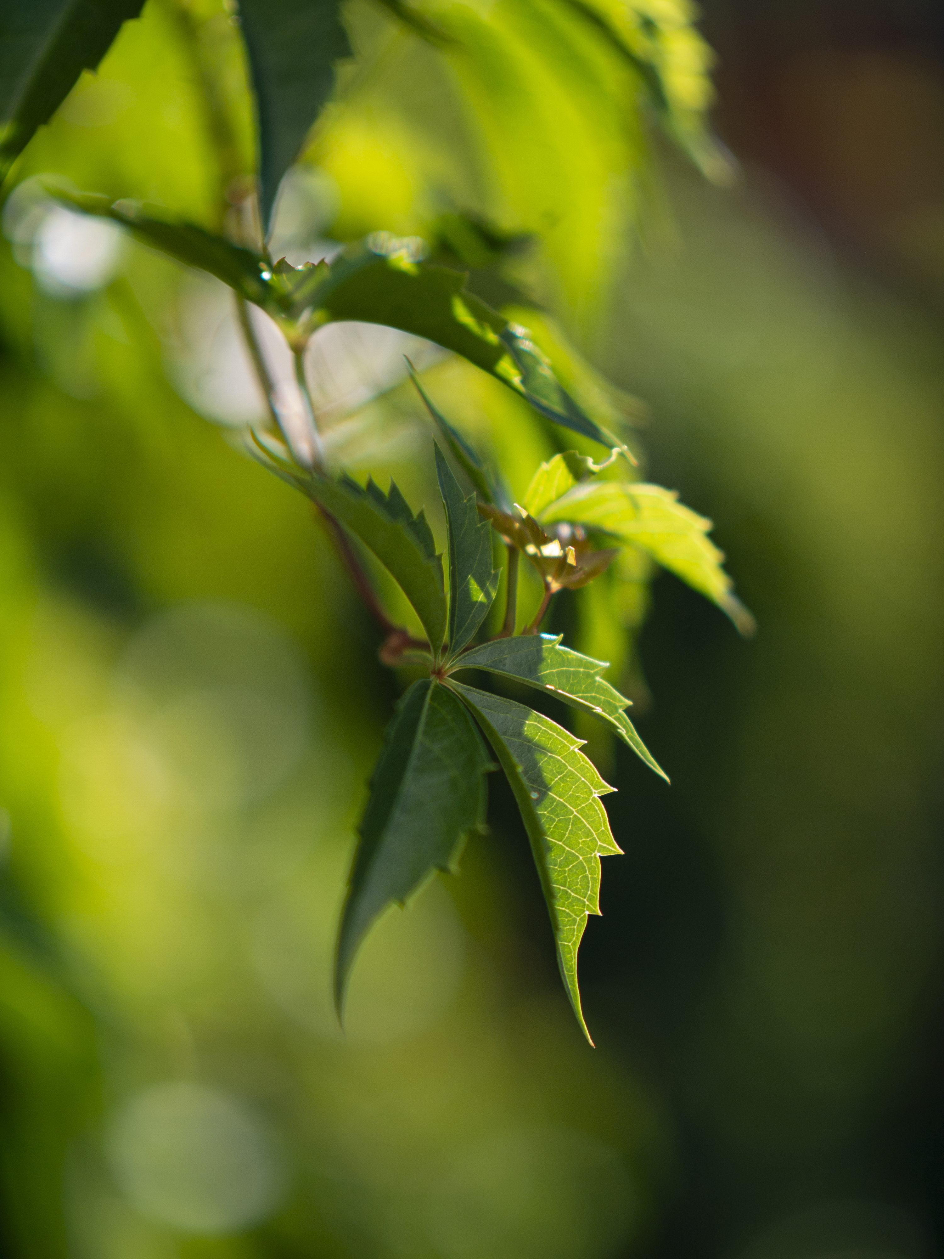 Panasonic GF5