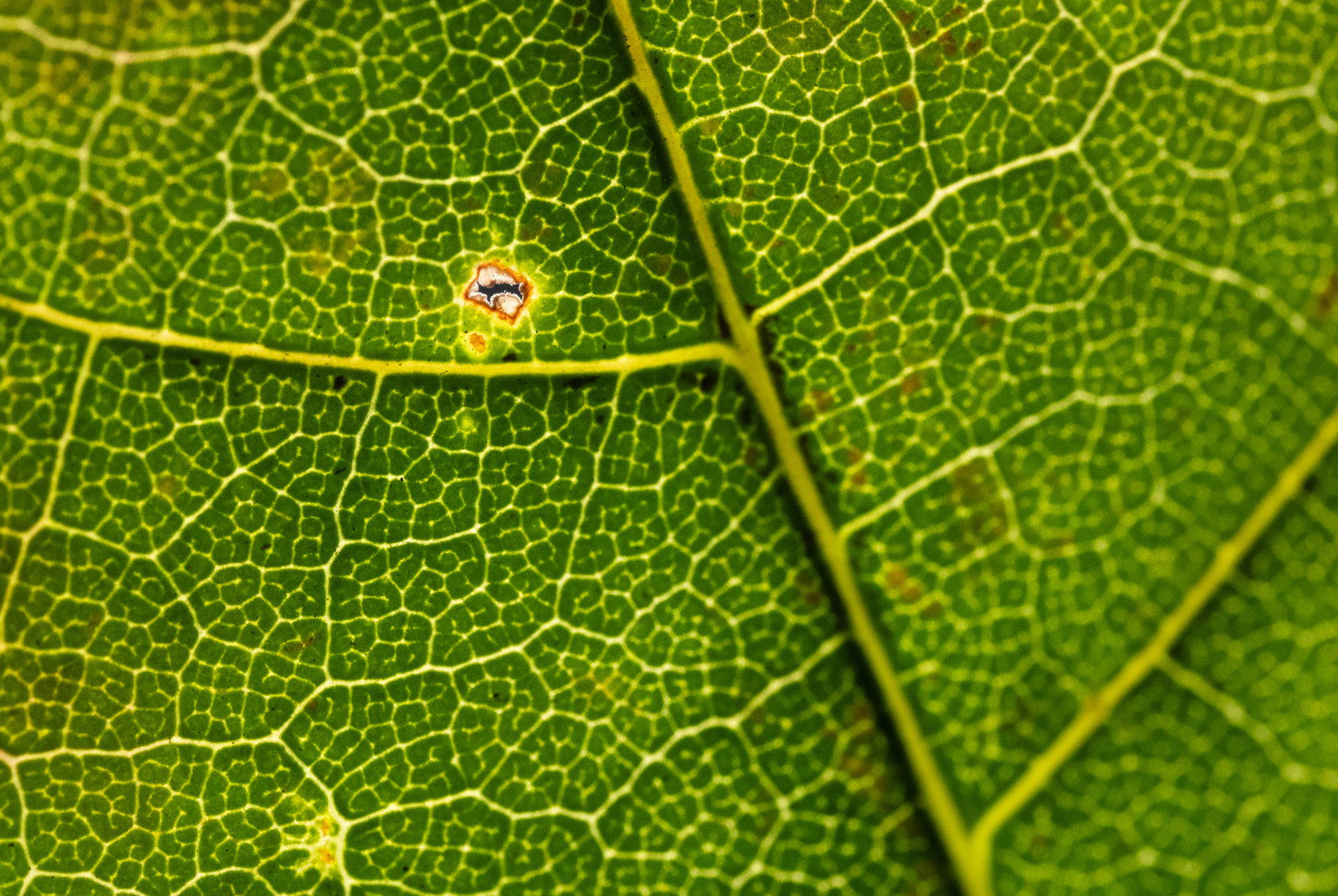 TTArtisan 100mm F2.8 MACRO 2X