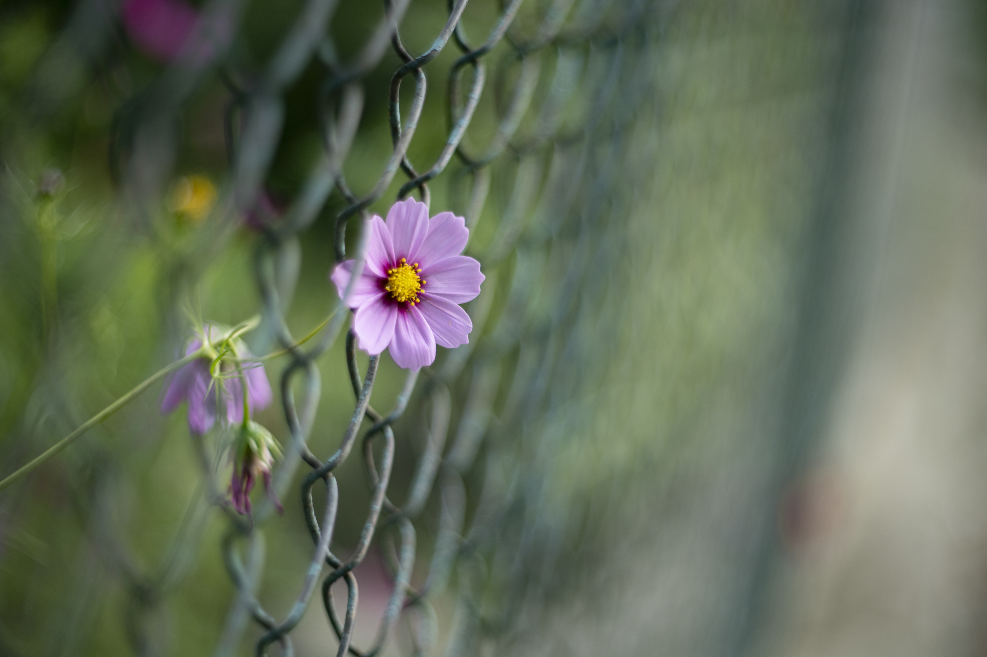 TTArtisan 75mm F1.5 Biotar Replica M42