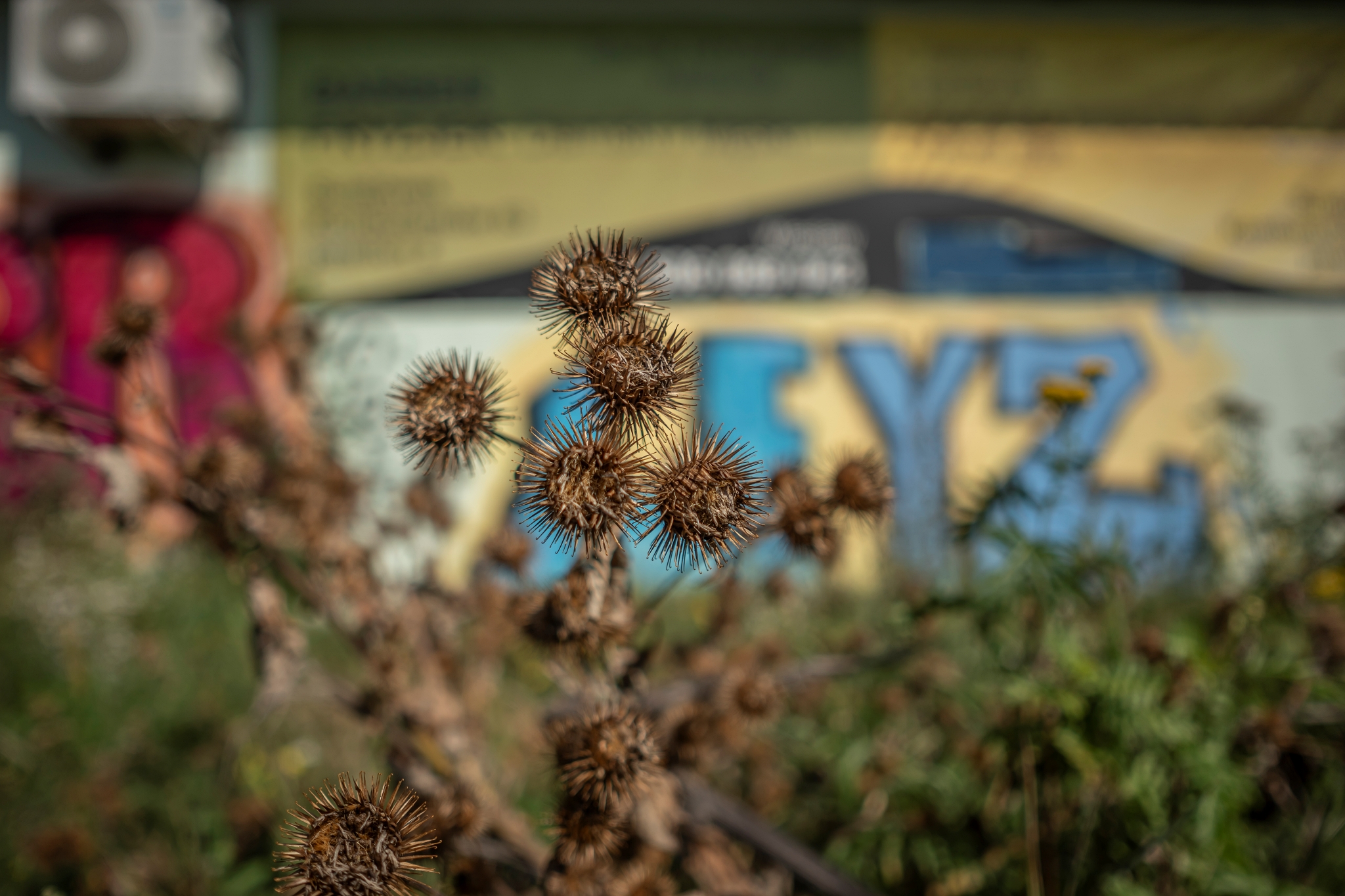 Samyang AF 24mm F2.8 Sony A7 IV Dsc6596