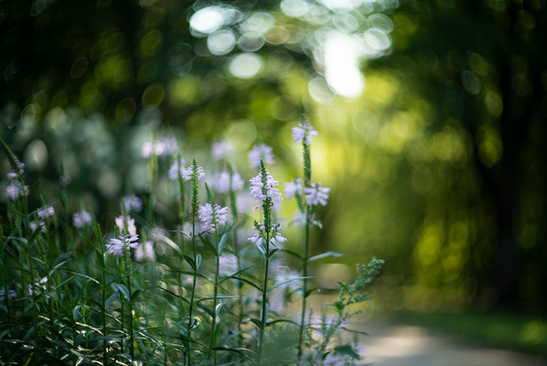 Nikon D800 i legendarny Biotar 75mm F1.5 Carl Zeiss Jena
