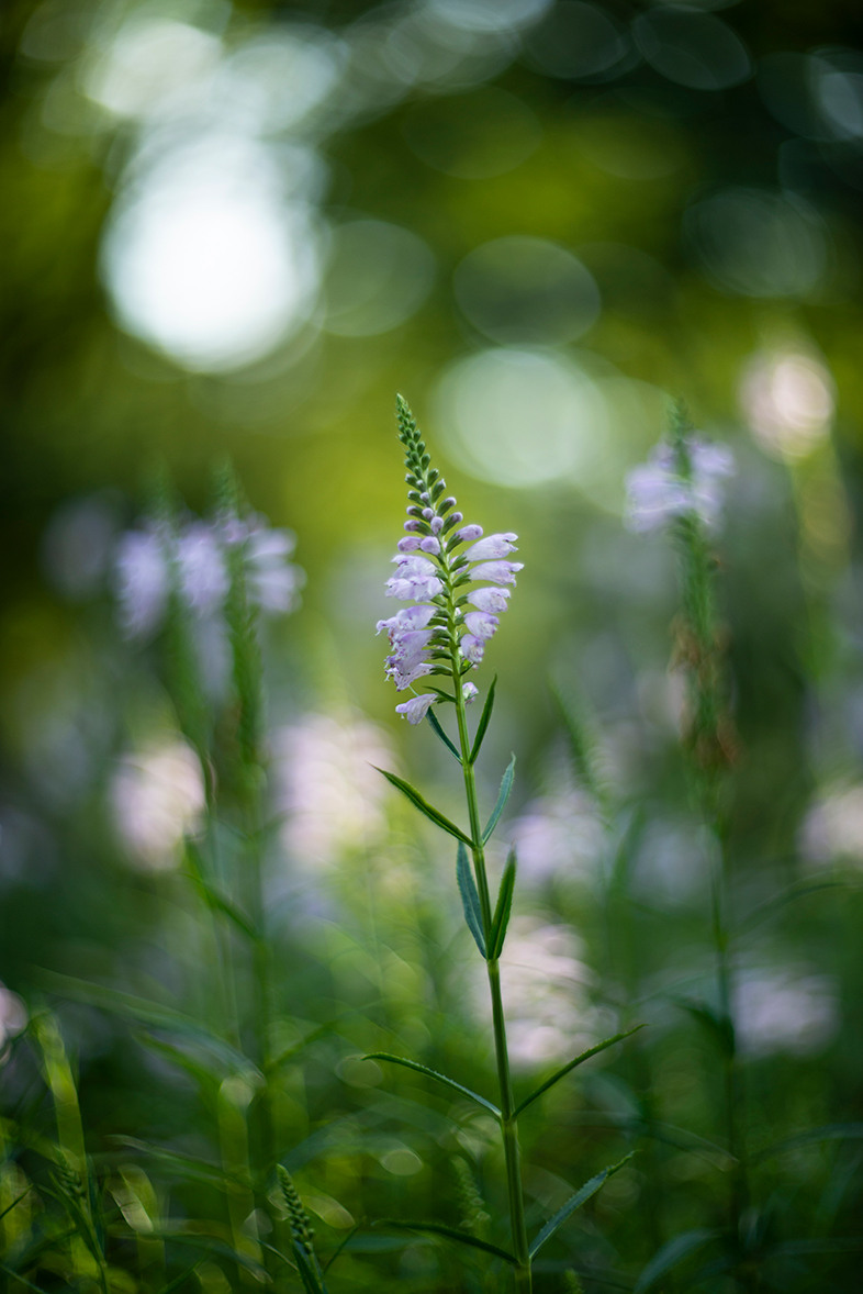 Nikon D800 i legendarny Biotar 75mm F1.5 Carl Zeiss Jena