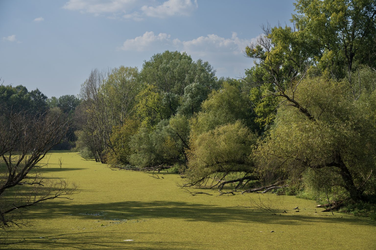 Sony A7R IV i Sigma 28-105mm F2.8 DG DN ART zdjęcia przykładowe 2000px
