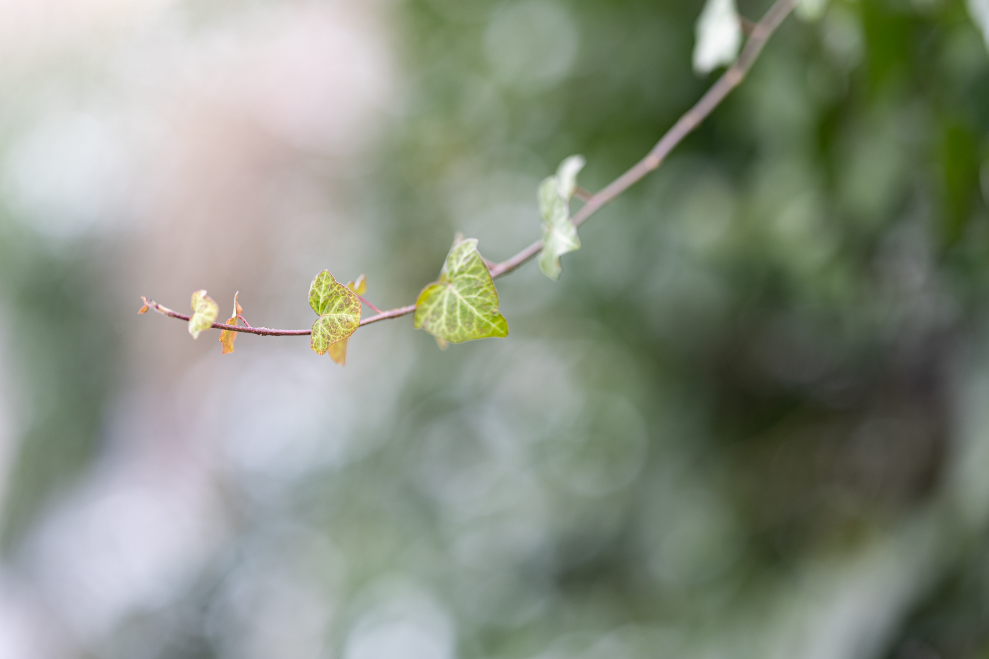 Canon R3 i obiektywu Canon RF 85mm F1.2
