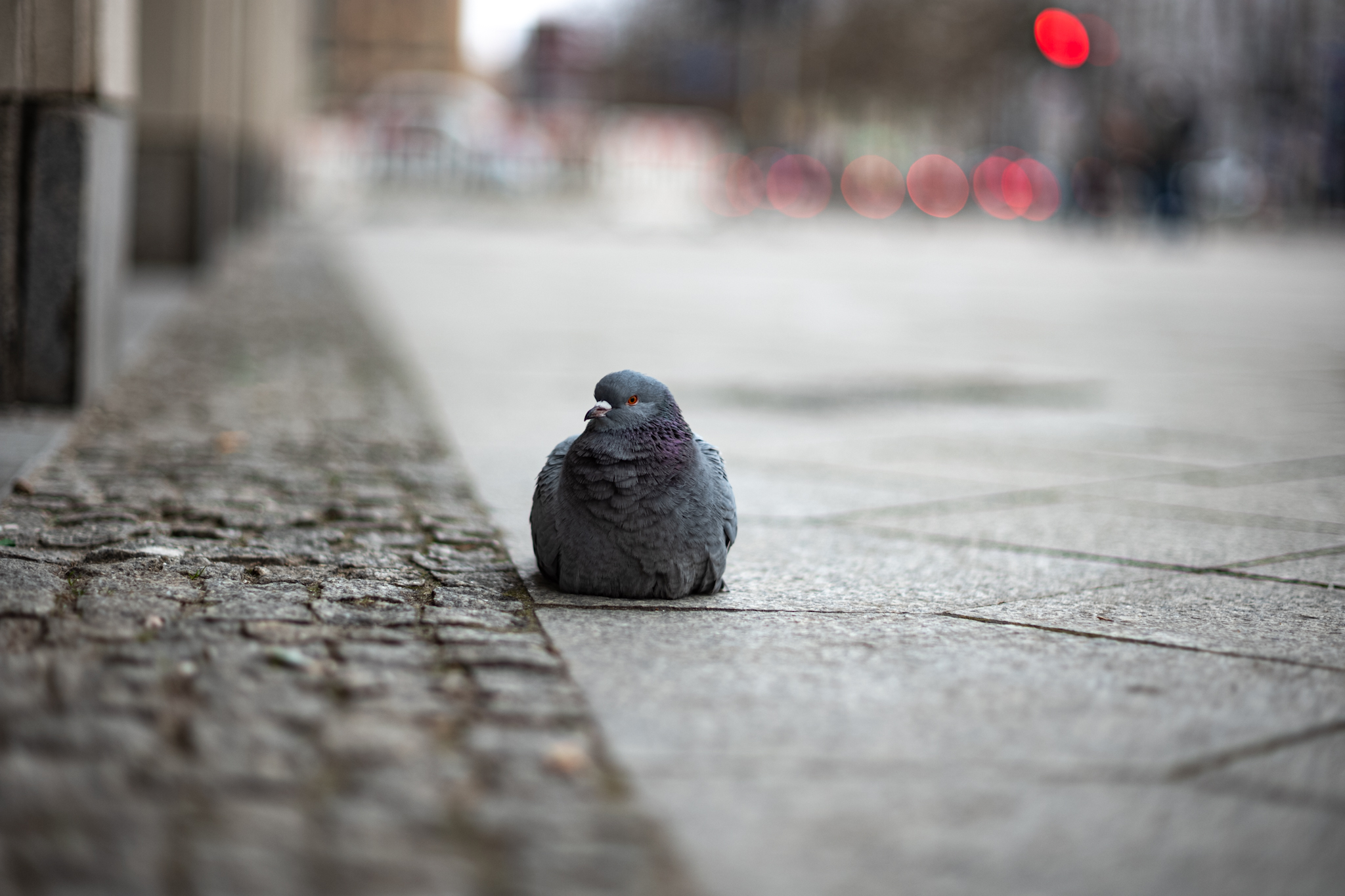 Leica 75mm F1.4 Summilux-M