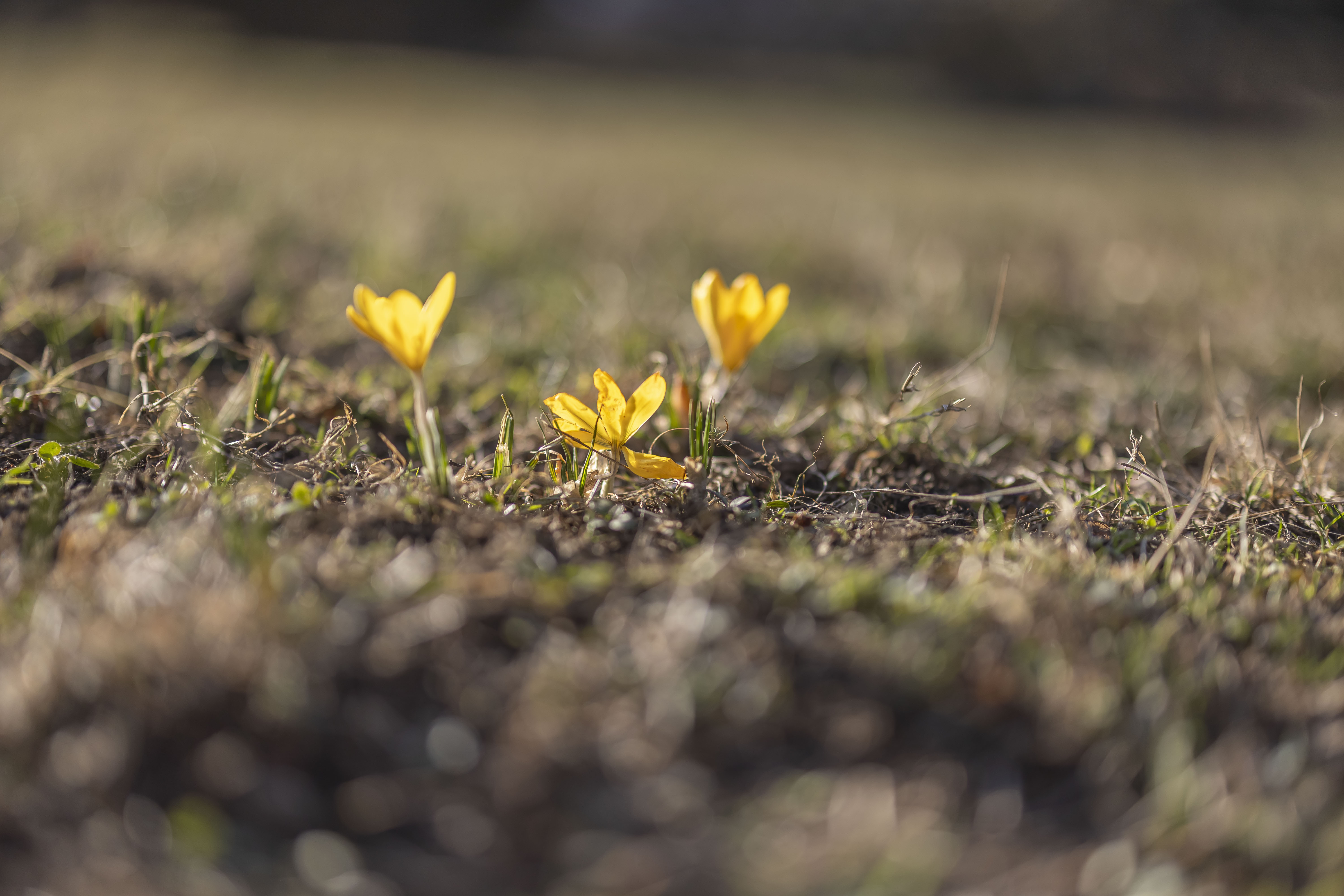 0I9A97180I9A9718 Canon RF 50mm F1.2 L USM