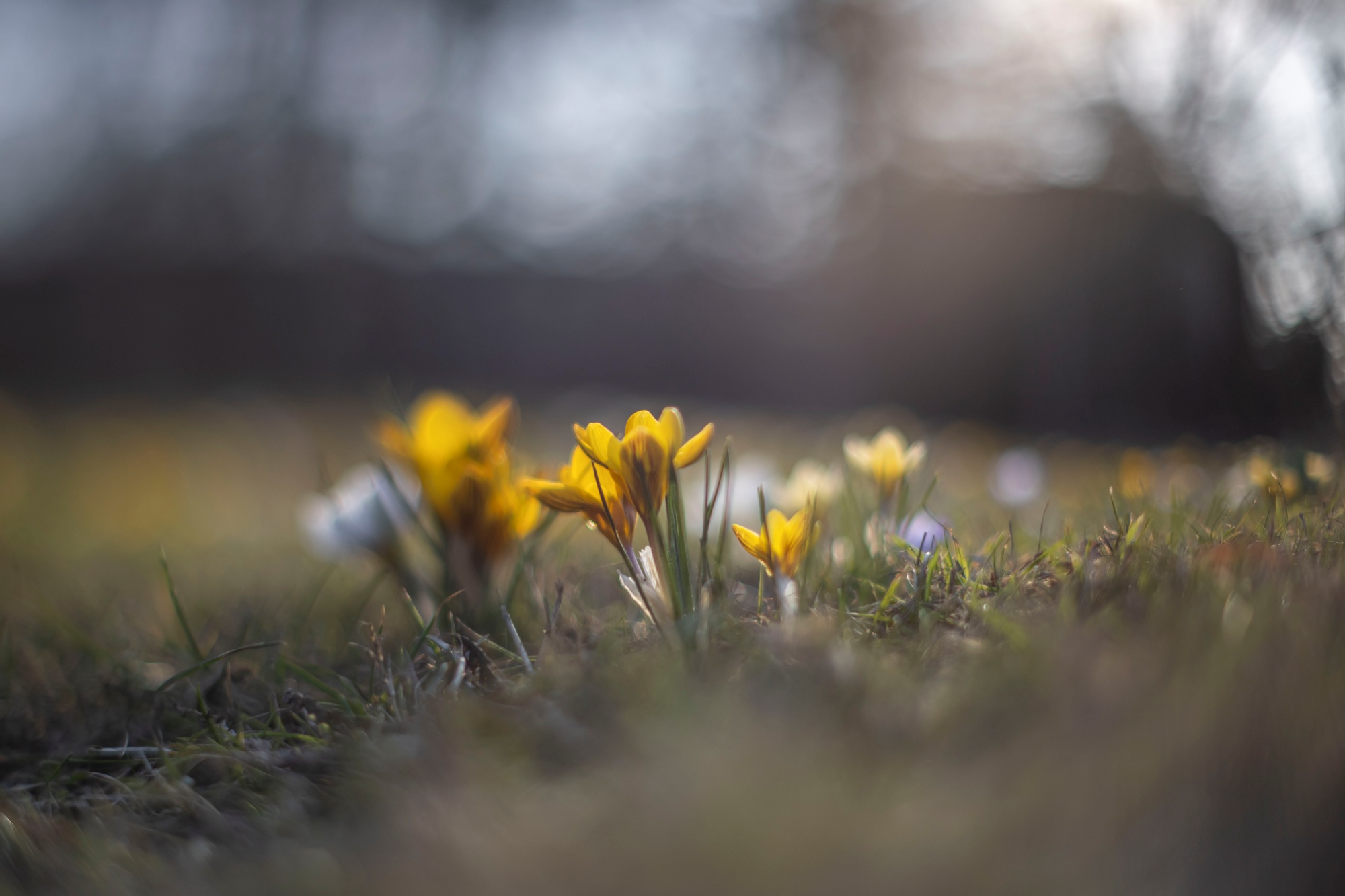 TTArtisan 50mm F1.4 Tilt0i9a9742