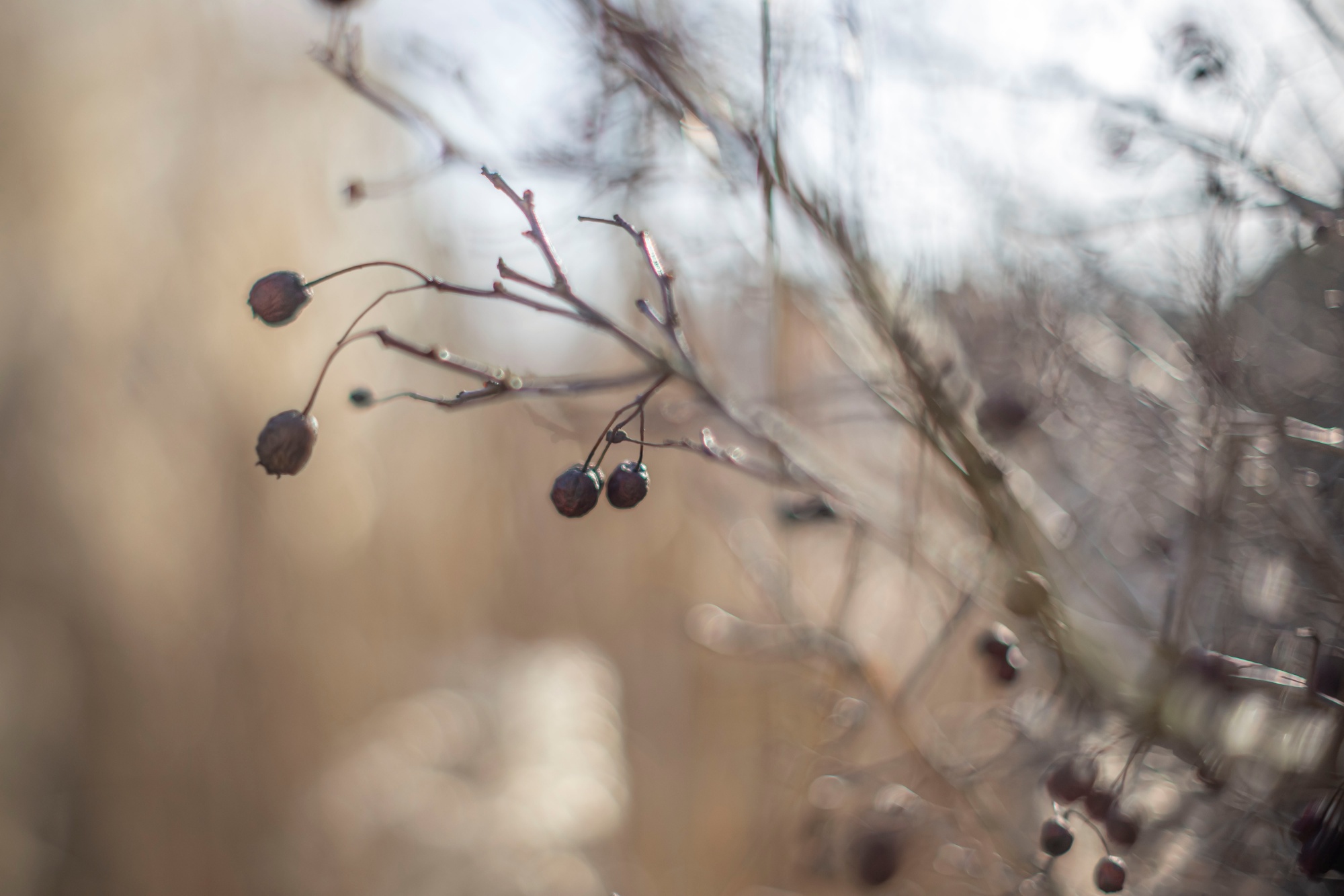 TTArtisan 50mm F1.4 Tilt I9a2069