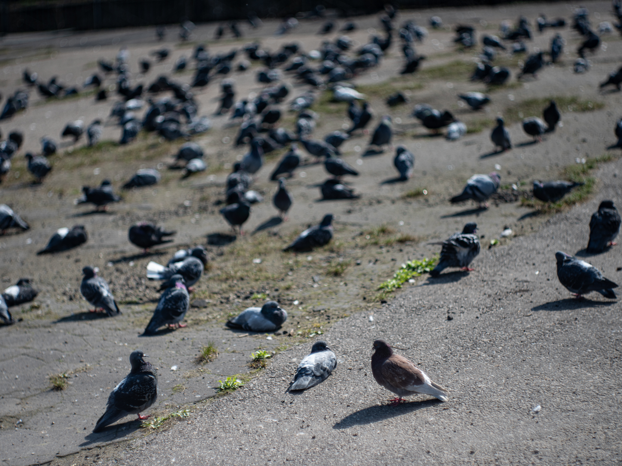 Pentax 645Z 8032