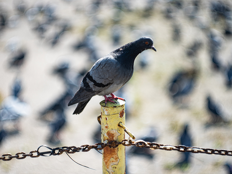 Pentax 645Z 8042 Obrazek