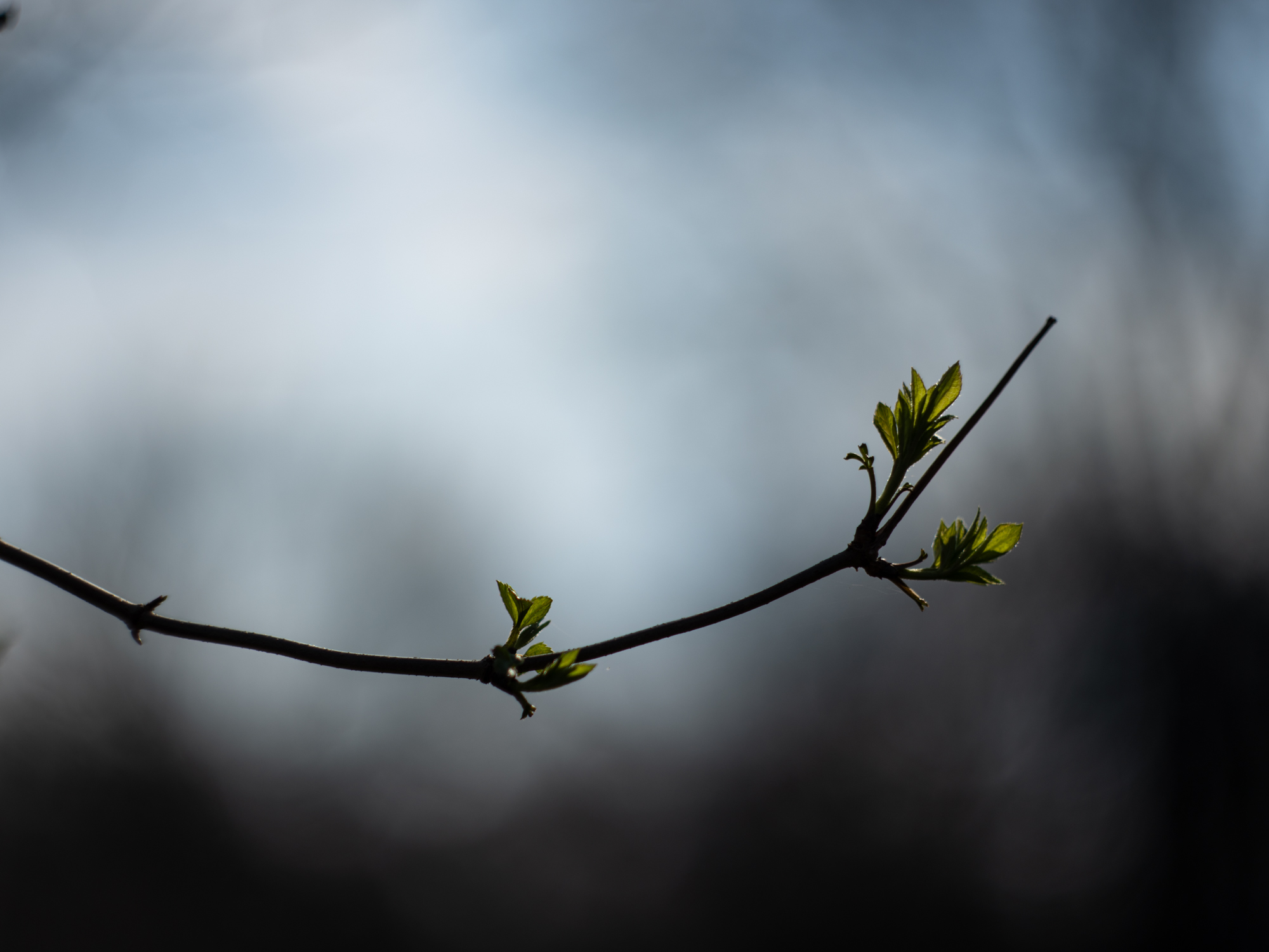 Pentax 645Z 8077