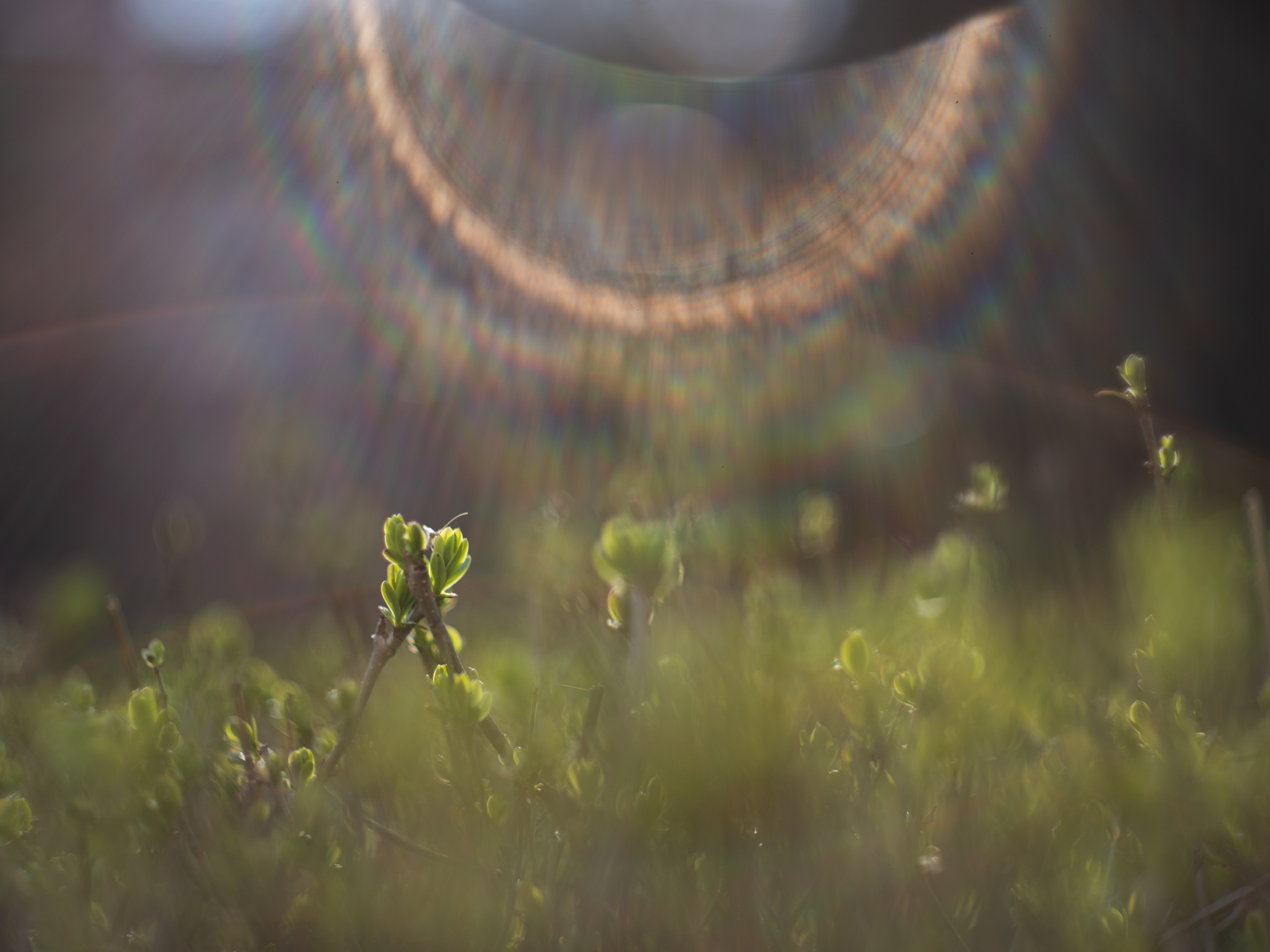 Pentax 645Z 8084