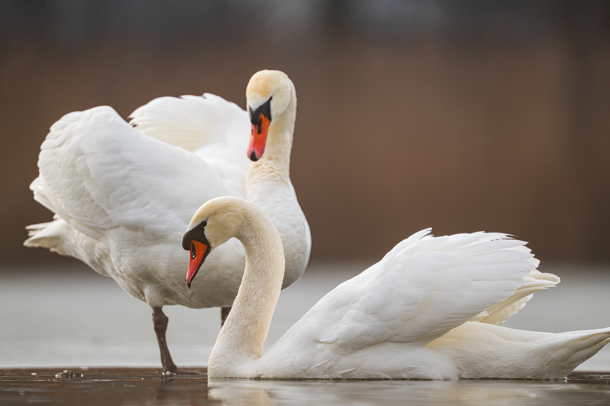 Zdjęcia przykładowe z Sigma S 300-600 mm F4 DG OS na Sony A7R V - Dariusz Breś