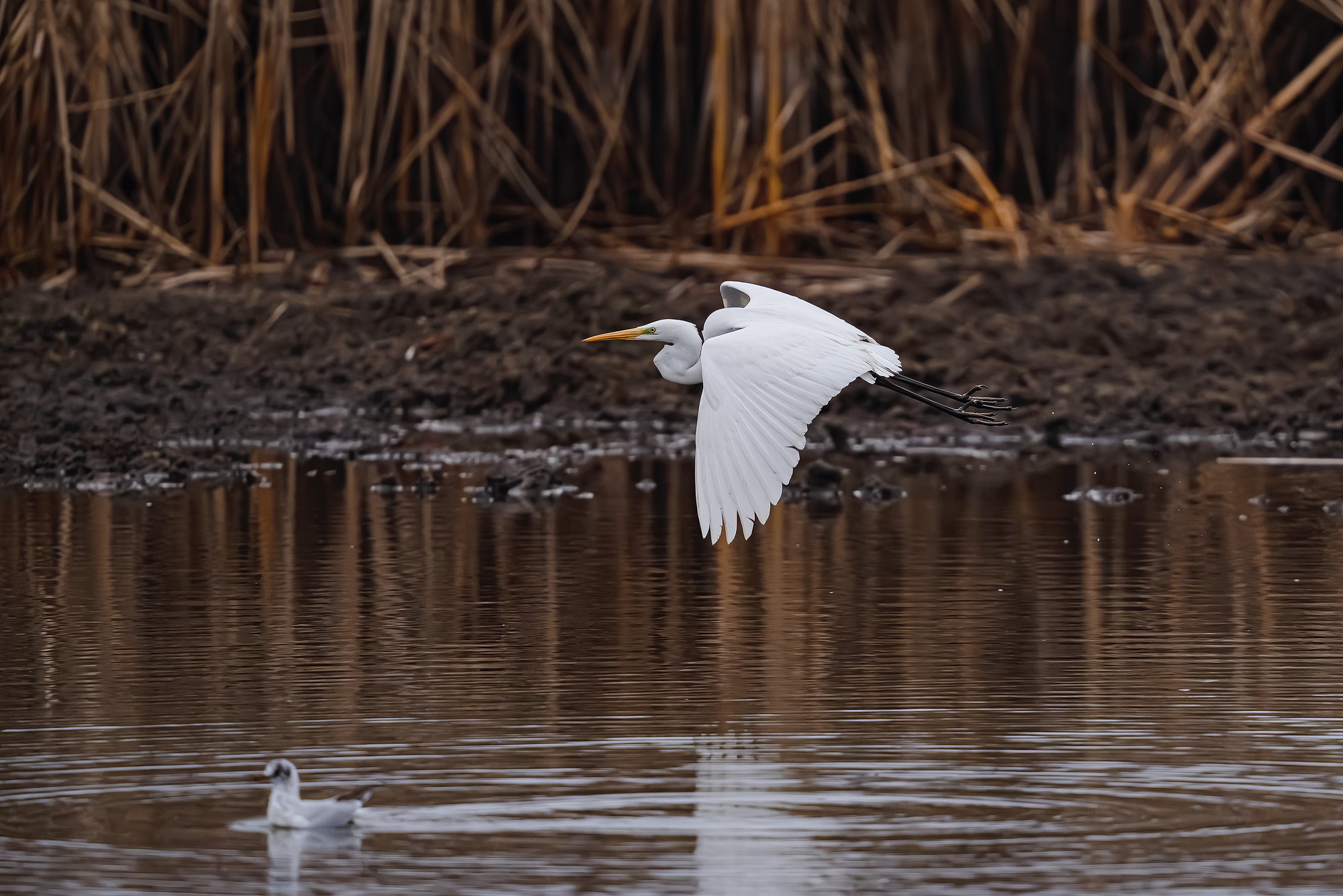 Zdjęcia przykładowe z Sigma S 300-600 mm F4 DG OS na Sony A7R V - Dariusz Breś